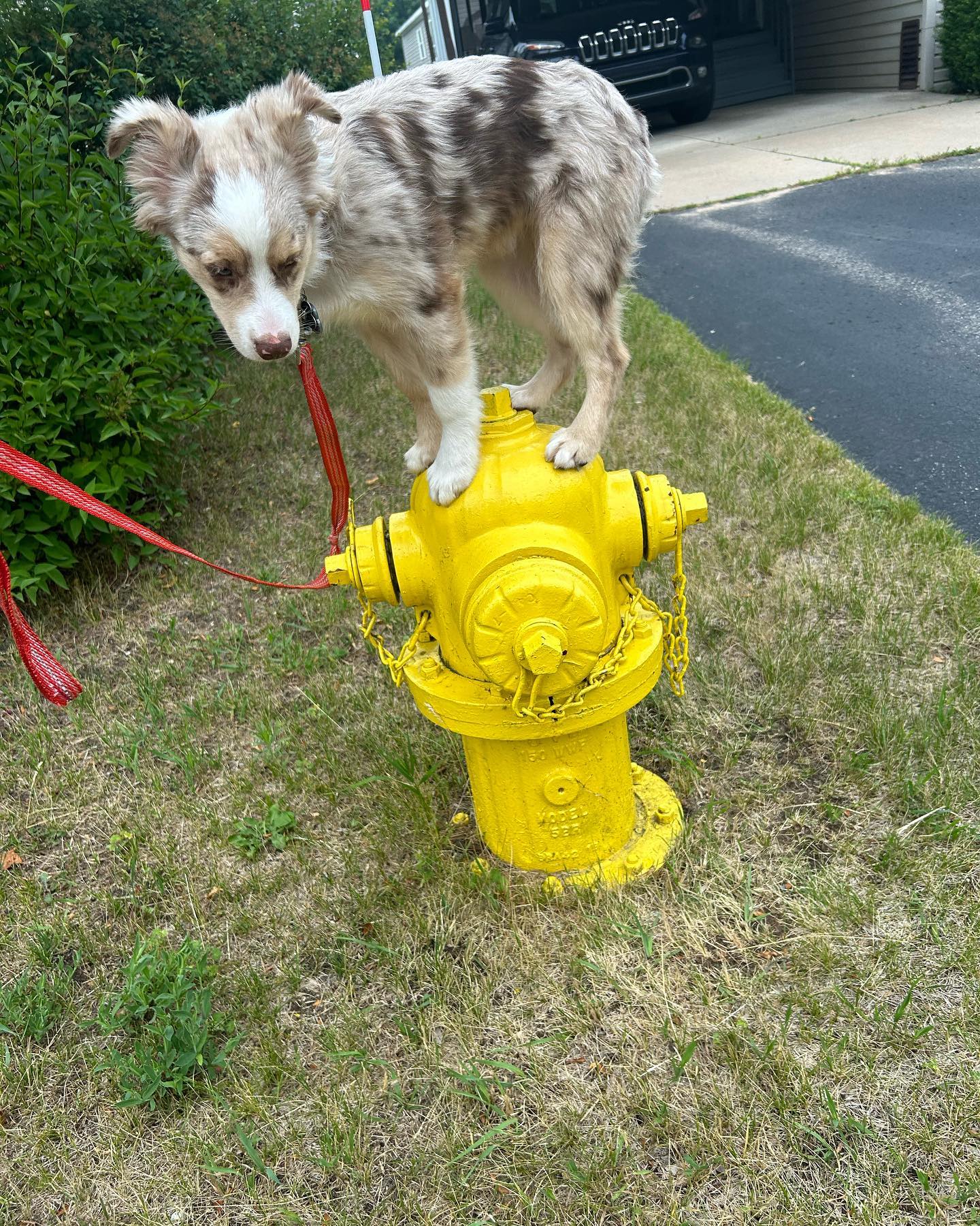 Welcome to the Pack, Angel! Only our third puppy session, and already on the fire hydrant! 🐾😁