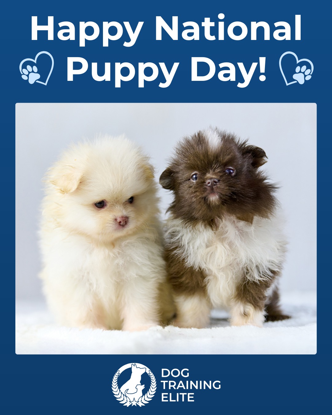 🐶Happy National Puppy Day 🐶

The puppy stage is full of fun! It is also the perfect time to begin building great habits. 

Early obedience training helps puppies grow into calm, confident, and well-behaved companions.

🐾 At Dog Training Elite of Northern Michigan, we help puppies and their families start on the right paw. Call or visit https://dogtrainingelite.com/traverse-city today to schedule your free consultation.

