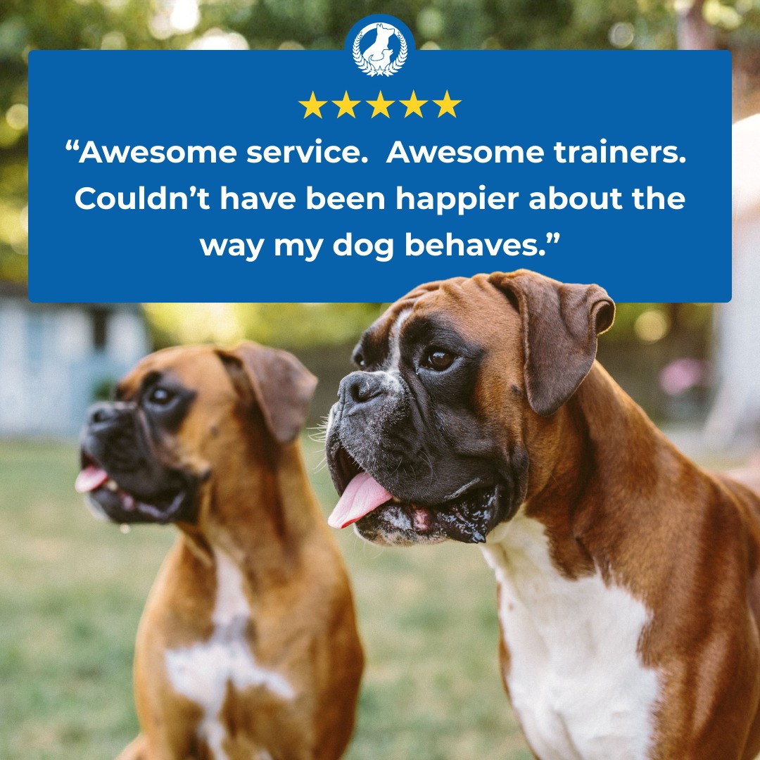 At Dog Training Elite of Northern Michigan, we take pride in providing exceptional service, expert trainers, and real results.

Here's what one client had to say:

⭐️⭐️⭐️⭐️⭐️
Awesome service. Awesome trainers. Couldn't have been happier about the way my dog behaves.
&mdash; Carson S.

Contact us today to get started with professional training!


