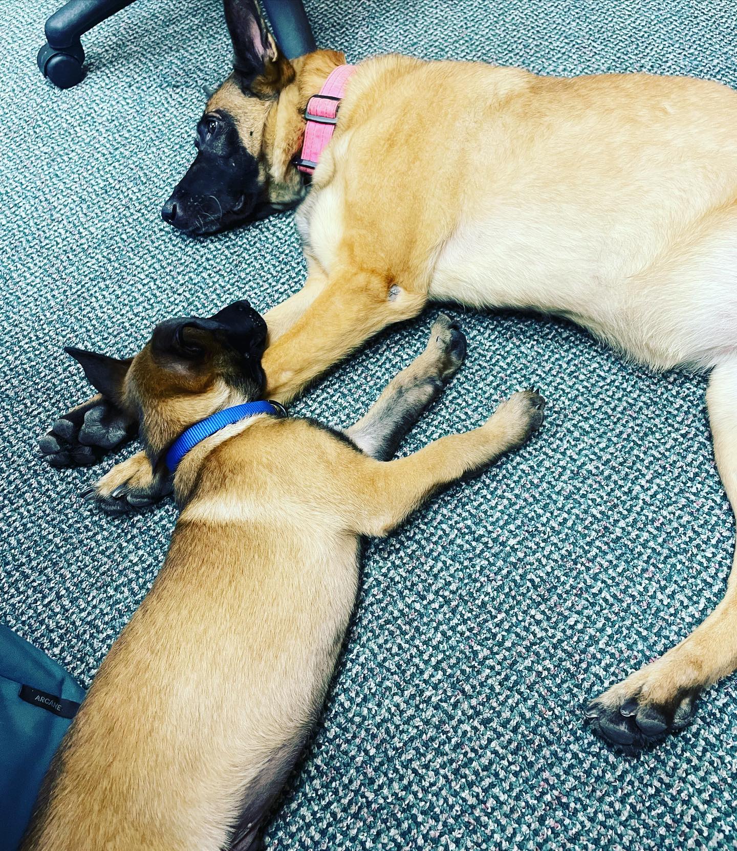 Just two Malinois snoozing together 😂 