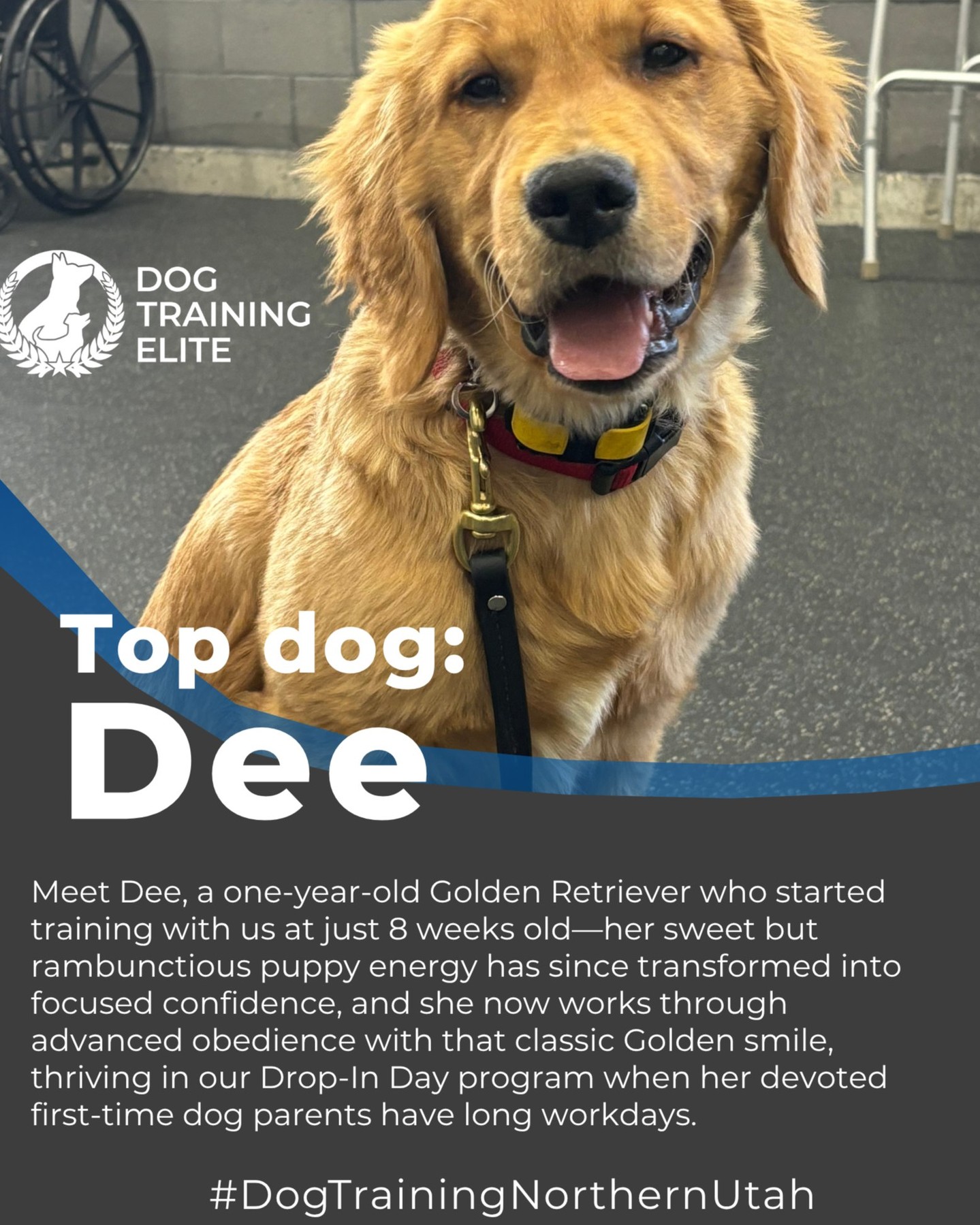 Meet Dee, a one-year-old Golden Retriever who began her training journey with us as an eager 8-week-old puppy. As the first dog for her wonderful new dog parents, Dee arrived full of sweetness and boundless energy—classic Golden style! 

From the very beginning, her family committed to giving her the structure, enrichment, and guidance she needed to thrive. Through consistent training, Dee has blossomed into a confident, well-mannered companion who tackles advanced obedience with enthusiasm and her signature Golden Retriever grin.

Recently, when her regular dog walker became unavailable, Dee’s family took advantage of our Drop-In Day program to ensure she continued to get the mental stimulation, exercise, and reinforcement she loves—especially on long workdays. 

It’s been a joy to watch Dee grow from a wiggly little puppy into a shining example of what’s possible with early training, dedication, and a whole lot of heart.

💙 Here’s to Dee, a true top dog.



