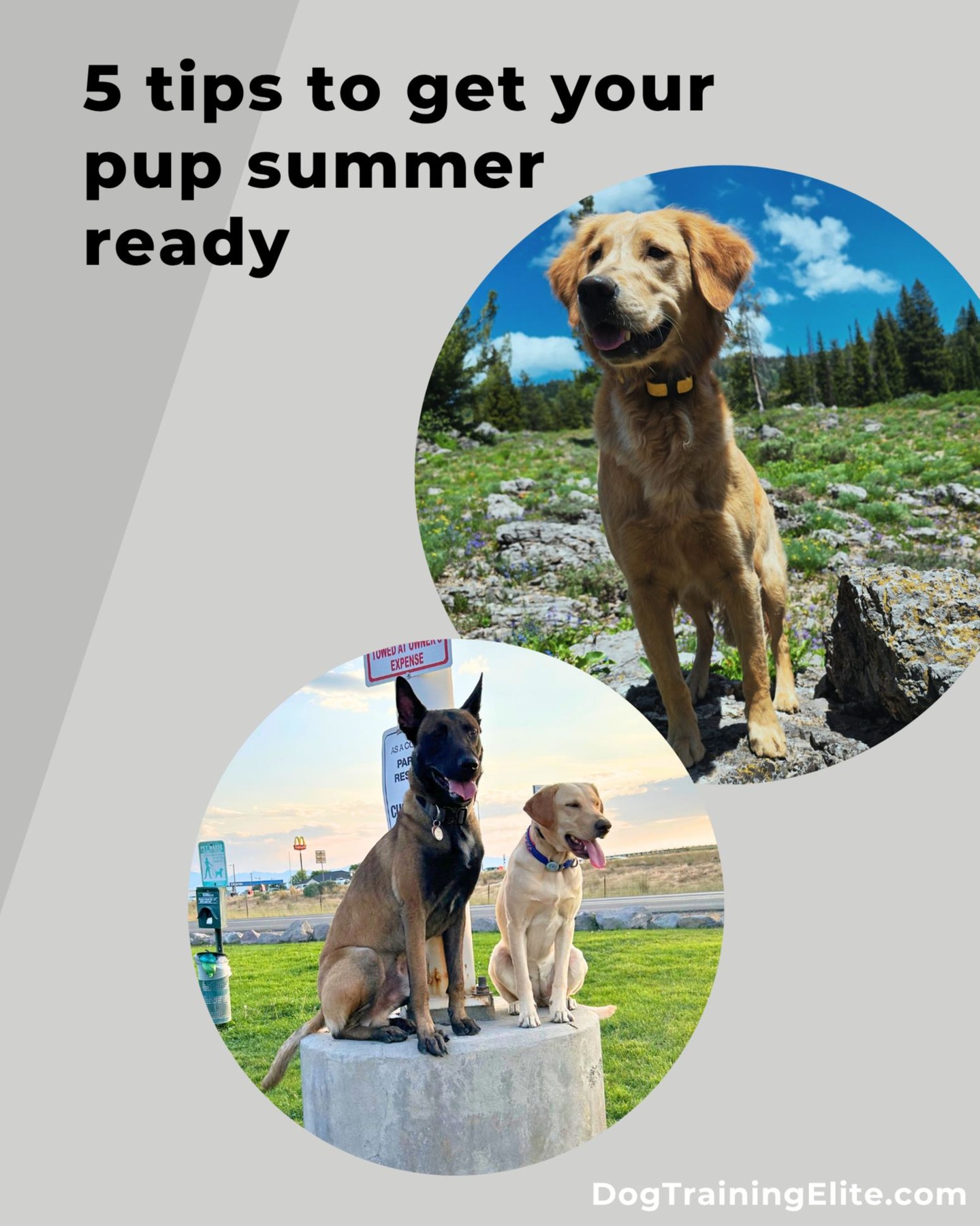 ☀️ Northern Utah summers can be hot—here’s how to keep your pup cool and comfy from Ogden to Layton to Farmington:
🐾 Stay hydrated: Always carry water on hikes or walks at Antelope Island or Riverdale Park.
 🐾 Time it right: Hit the trail early or late to avoid peak heat.
 🐾 Groom wisely: Regular brushing helps—skip the shave.
 🐾 Protect those paws: Hot pavement in Centerville? Walk shady paths instead.
 🐾 Keep it fun (and safe): Shade, splash pads, and staying cool is your best friend.

Make this a safe, tail-wagging summer in Northern Utah! 💦🐶

