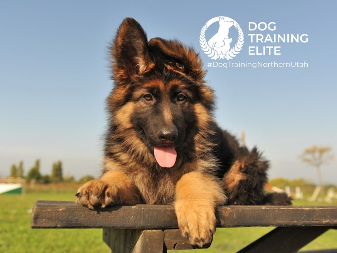 Want to give your puppy the best possible start? 
Dog Training Elite Northern Utah offers Puppy Obedience Classes designed to build confidence, good manners, and a strong foundation for lifelong success.

Puppies learn essential commands like Sit, Come, Heel, and Place, along with crate and potty training fundamentals, calm greetings, and positive socialization. Our balanced, engaging approach makes learning fun while preventing unwanted behaviors before they begin.

We serve families in Centerville , Layton, Syracuse, and nearby areas.

Schedule your free in-home evaluation today and start your puppy off on the right paw. 🐾