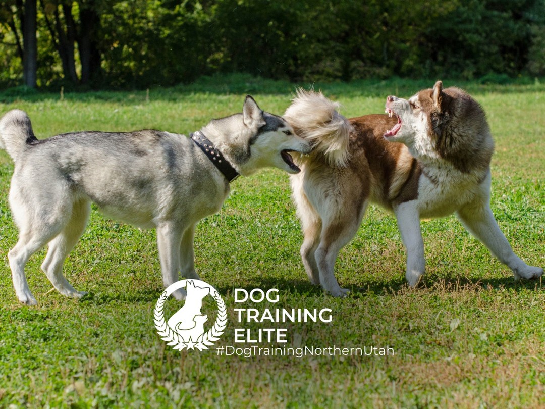 Reactive Dog Training in Northern Utah

If your dog barks, lunges, or gets overwhelmed around other dogs or people, it can make everyday life stressful. At Dog Training Elite Northern Utah, we help turn those tense moments into calm, controlled ones.

Our balanced training approach gets to the root of the behavior and teaches your dog to stay focused, walk politely on leash, and respond to you even around distractions. We train in real-life environments so the progress actually sticks.

Serving Centerville, Layton, Syracuse, and surrounding areas.

Schedule your free in-home evaluation and start seeing calmer walks and more confidence.
