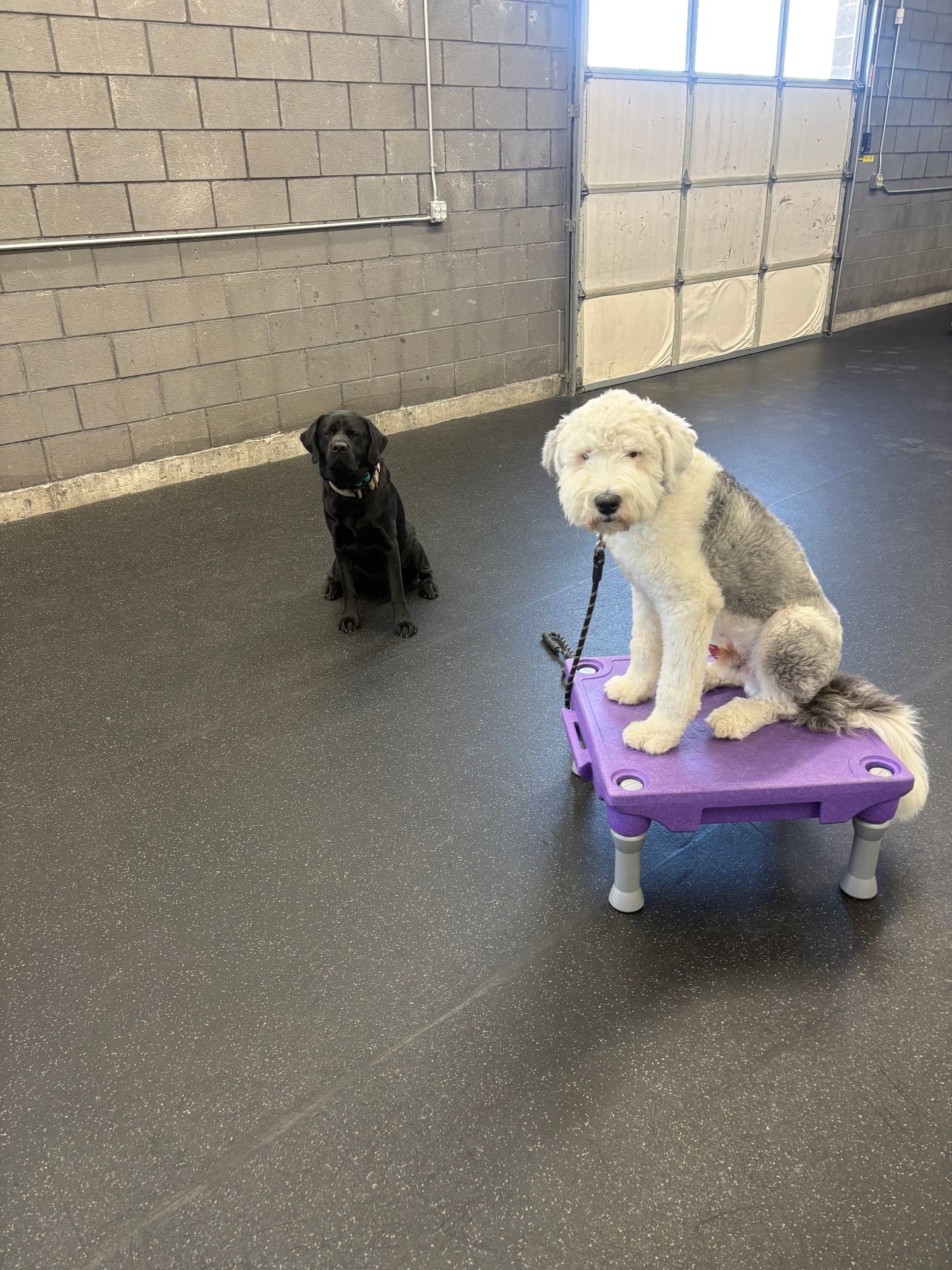 Distractions? We love them. 🐾💪

Here at the training center, we set dogs up to succeed by working through real-life distractions every day.

Ollie is holding a solid place while Raider hangs out just behind him 👀🐕
The goal? Teaching dogs to stay locked in on their handler, no matter what&rsquo;s going on around them.

Because true training isn&rsquo;t about perfect conditions&mdash;it&rsquo;s about building focus when it actually matters. 🔑🐾

And these two are putting in the work! 👏🐶

