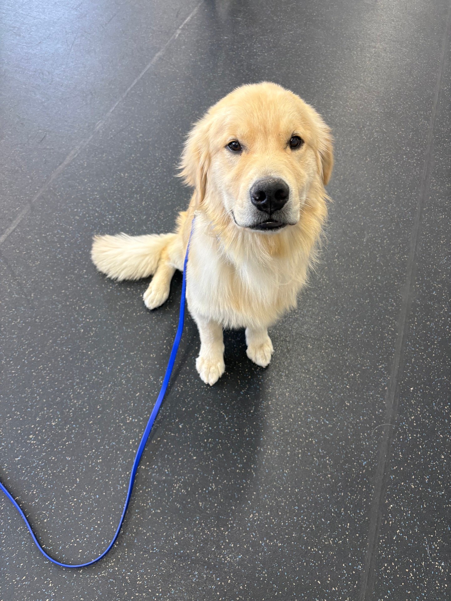 Ollie is one handsome Golden Retriever! 🐾💛

He's been working hard on his commands and learning to stay in them&mdash;even with distractions all around. Building that kind of focus takes consistency, and Ollie is doing an amazing job!

We sure love Ollie's cute face and couldn't resist sharing him with you all. 🥹

Know someone who could use a little help with their dog's training&mdash;or someone who's simply obsessed with Golden Retrievers? Share this post with them! 🐶✨

