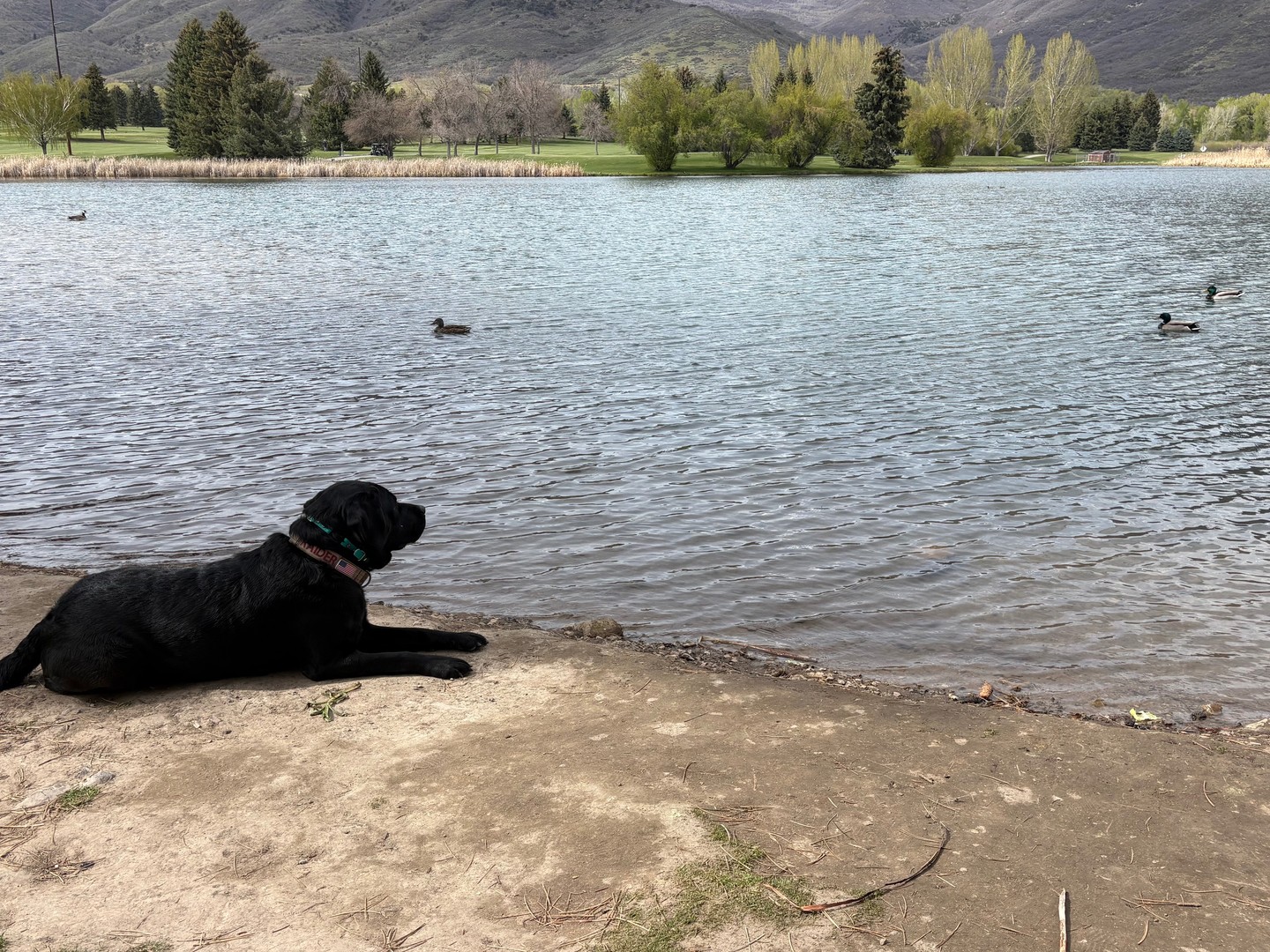 Labs + ducks 🦆🐾&hellip; sounds like a recipe for chaos, right? 😄

But staying calm and obedient around distractions like ducks doesn&rsquo;t just happen&mdash;it&rsquo;s trained behavior.

We work on building that kind of focus so your Lab can enjoy real-life moments like:
🎣 Fishing trips
🏕️ Camping adventures
🌲 Relaxing days outside

Without pulling, lunging, or losing focus.

Because the goal isn&rsquo;t to take the fun away&mdash;it&rsquo;s to give you a dog that can be part of it all. 💛🐕

With the right training, even the biggest temptations (yes&hellip; even ducks 🦆) become just another distraction your dog can handle.

