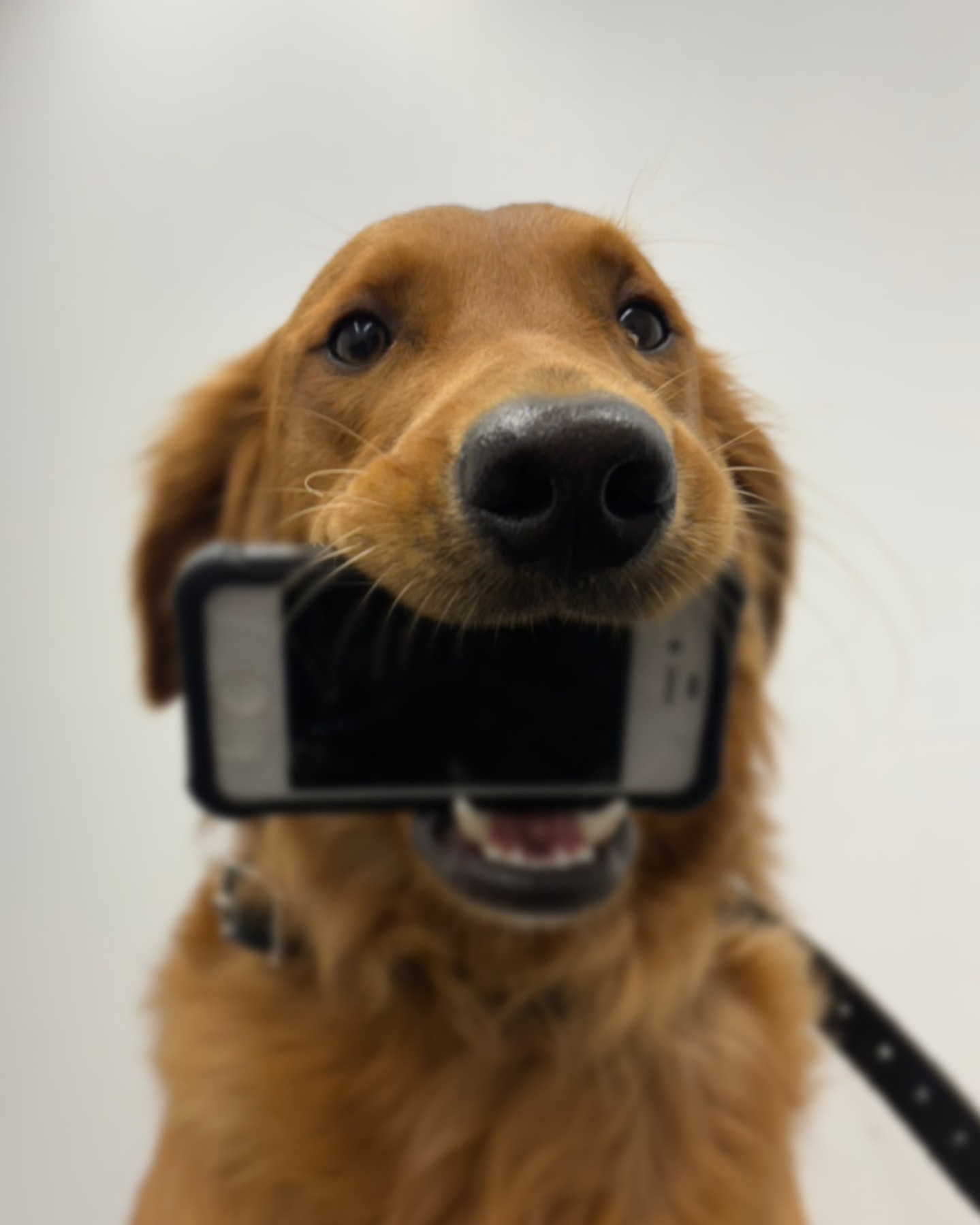 We couldn’t be prouder of Ducky and how far he’s come on his service dog journey! 🦆✨ This superstar just completed his first week at Item Retrieval Camp, where he learned to carefully pick up phones, keys, and even a bowling pin for his owner. Ducky’s heading back to master fetching dropped or needed items—making life a little easier for his person, one retrieved object at a time. 🐾

Keep it up, Ducky! You’re a fetch-tastic hero in the making! 💙👏 