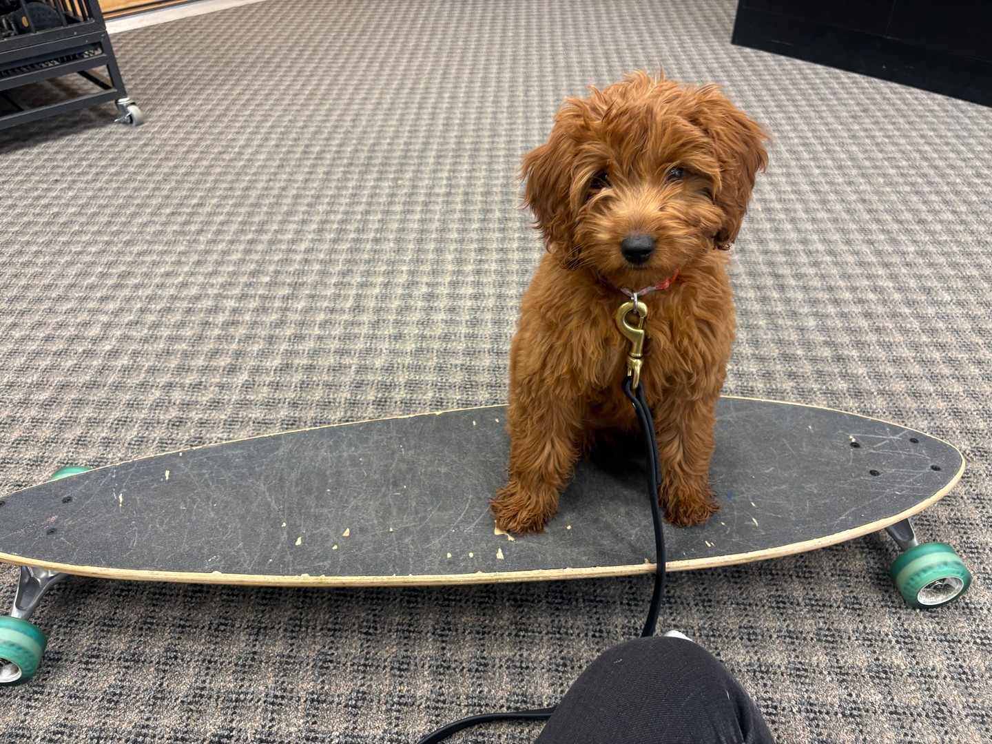 🐾🛹 Don't let her size fool you! 🛹🐾
Dory may only weigh 6 pounds, but she's got the confidence of a much bigger dog! This little superstar can even place on a skateboard like a pro. 😍

At our training program, we love teaching puppies fun skills and tricks alongside solid obedience foundations. Building confidence, engagement, and trust helps create well-rounded dogs that are ready for whatever life brings.

Dory is proof that great things come in small packages! 💕🐶

🐾