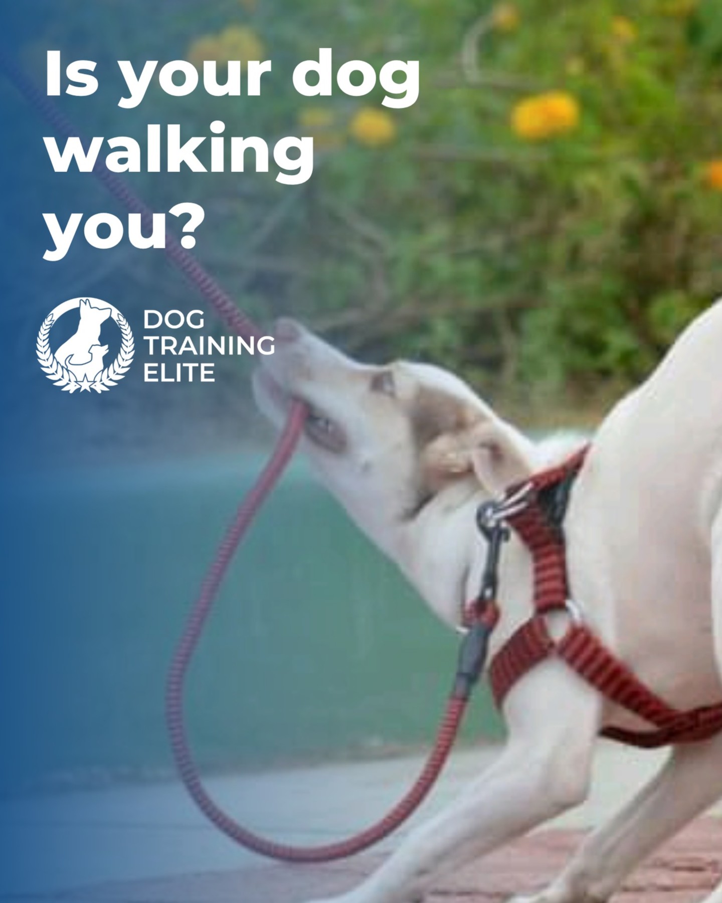 Is your dog walking you? 🐾 😱

Are you tired of the pulling, lunging, and ignoring every command like it’s optional?

You're not alone, and you don’t have to keep struggling.

Our obedience dog training helps turn chaos into calm and walks into wins.

Get your free evaluation: https://dogtrainingelite.com/park-city/pricing 


