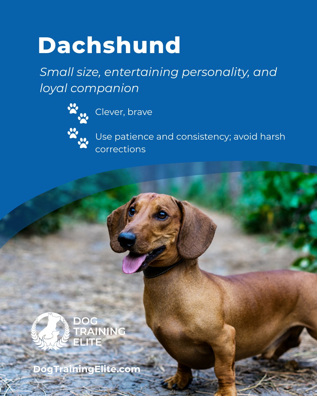 🐾 Breed of the Week: The Mighty Dachshund
Don’t let those little legs fool you. Dachshunds pack a big personality into a small package. 

They’re clever, loyal, and full of sass. But let’s be honest... they also come with a stubborn streak that can test even the most patient dog owner.

That’s where we come in. At Dog Training Elite Northern Utah, we understand the quirks that make Doxies so lovable and so tricky to train. 

Whether your wiener dog is ruling the roost in your home, barking at squirrels from the window, or dragging you down the street like a sled dog on neighborhood walks we’ve got your back.

Our trainers—Colleen, Trevor, Madi, Melanie, Taylor, Keagan and Paul know how to work with your dog’s personality using proven, balanced methods tailored to their breed and your goals.

📍 Find us on the map
🎯 From leash manners and obedience to service dog training, we help dogs across Davis and Weber Counties - including North Salt Lake, Bountiful, Centerville, Layton, Syracuse and Ogden become their best little selves, right at home.


 