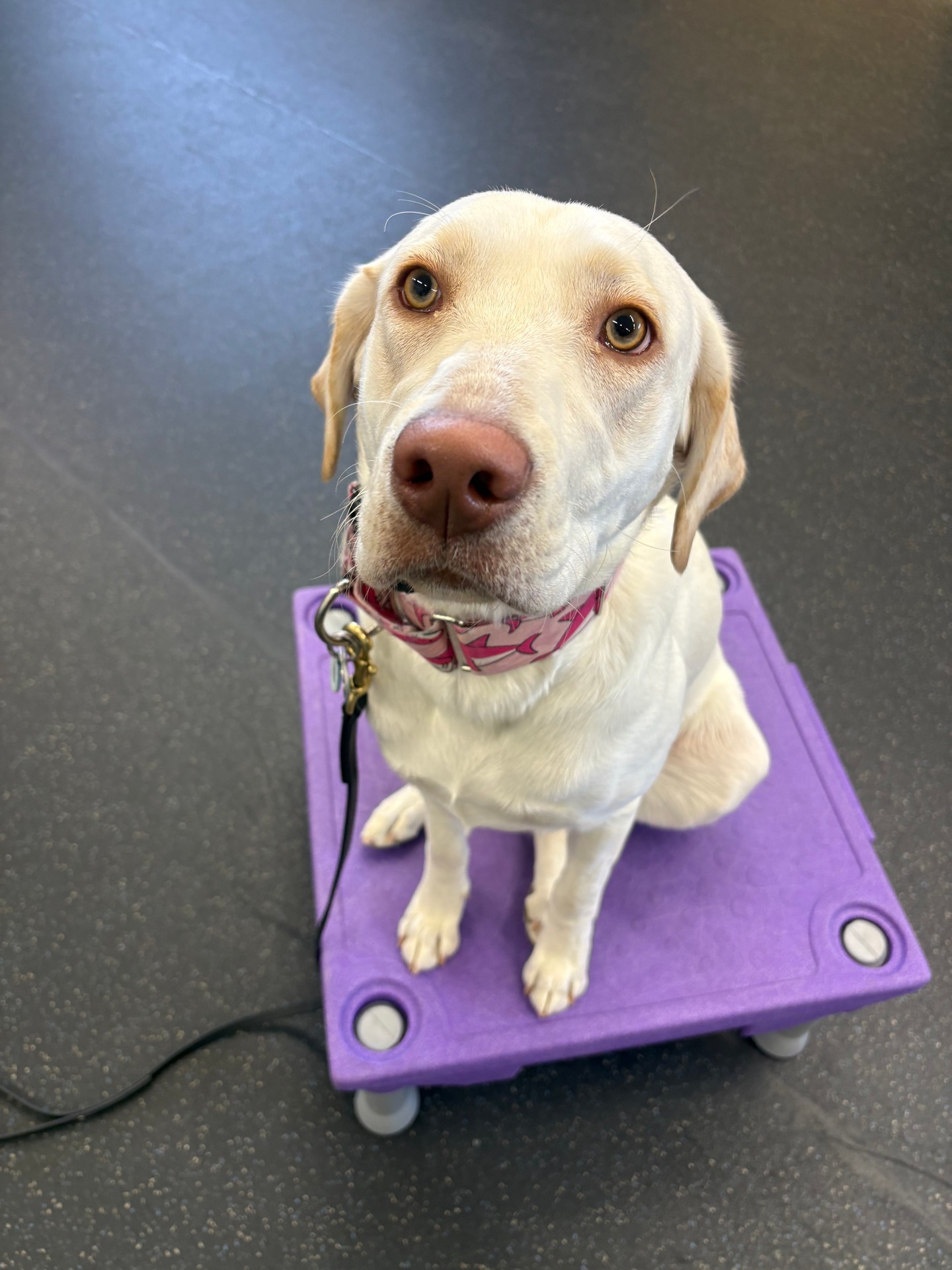Those Lab eyes are just too cute to ignore 😍🐾

Meet Millie&mdash;a 9 month old Lab full of energy, personality, and plenty of enthusiasm for life 💛🐕

Right now she&rsquo;s working on learning how to heel nicely instead of pulling, and she&rsquo;s making great progress! Turning that excitement into focus is all part of the process.

With looks like that and a growing skill set to match&hellip; Millie is definitely one to watch 😄🐾

