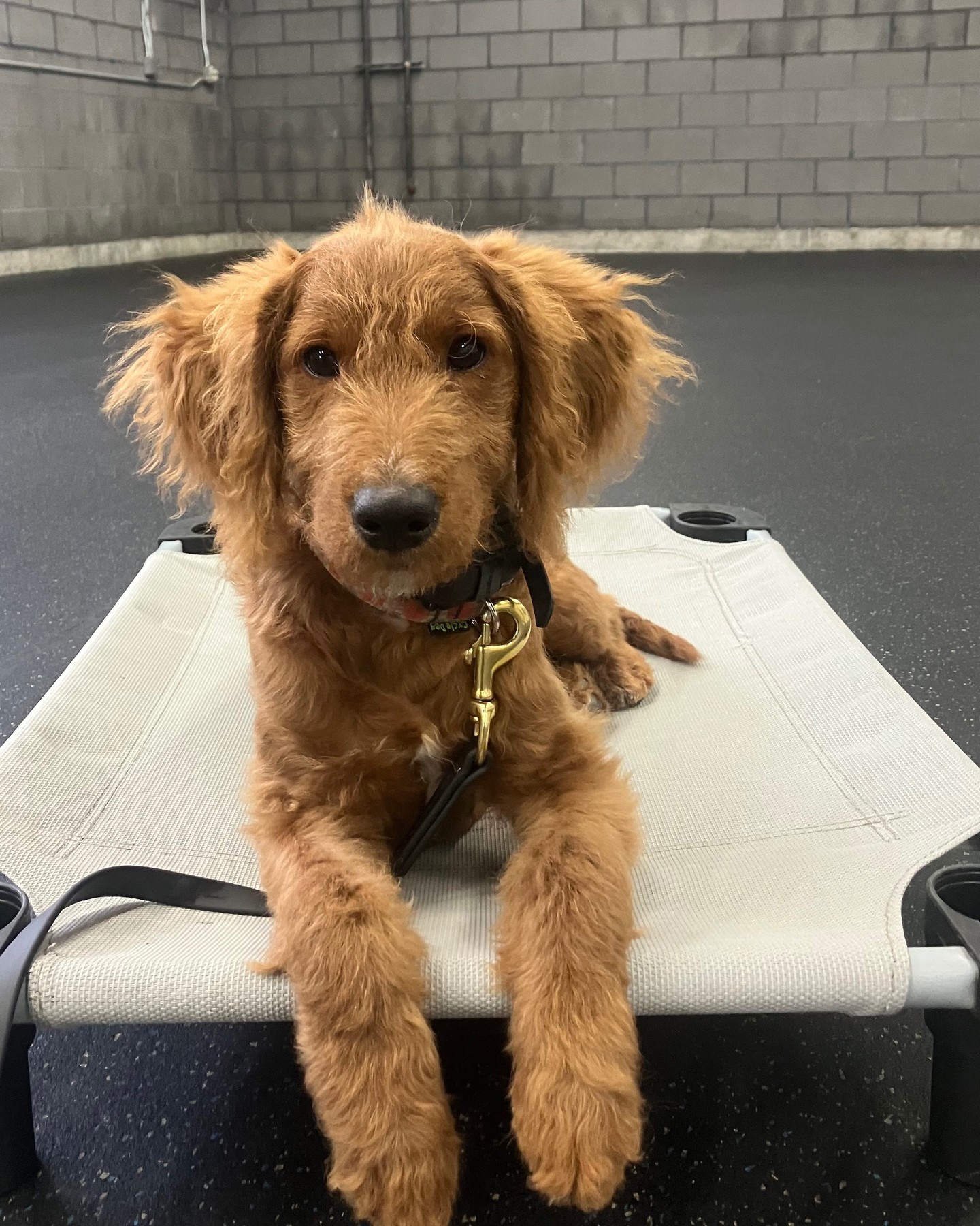Meet Finn, our ultimate fluffball superstar ready to take on training at the center! 🐶✨ With all that glorious fur comes even bigger responsibility&mdash;because a well-trained dog means happier walks, safer adventures, and an even stronger bond. Let&rsquo;s cheer Finn on as he learns new skills and shows that behind every big fluff is a smart, confident pup! 🦴💪 