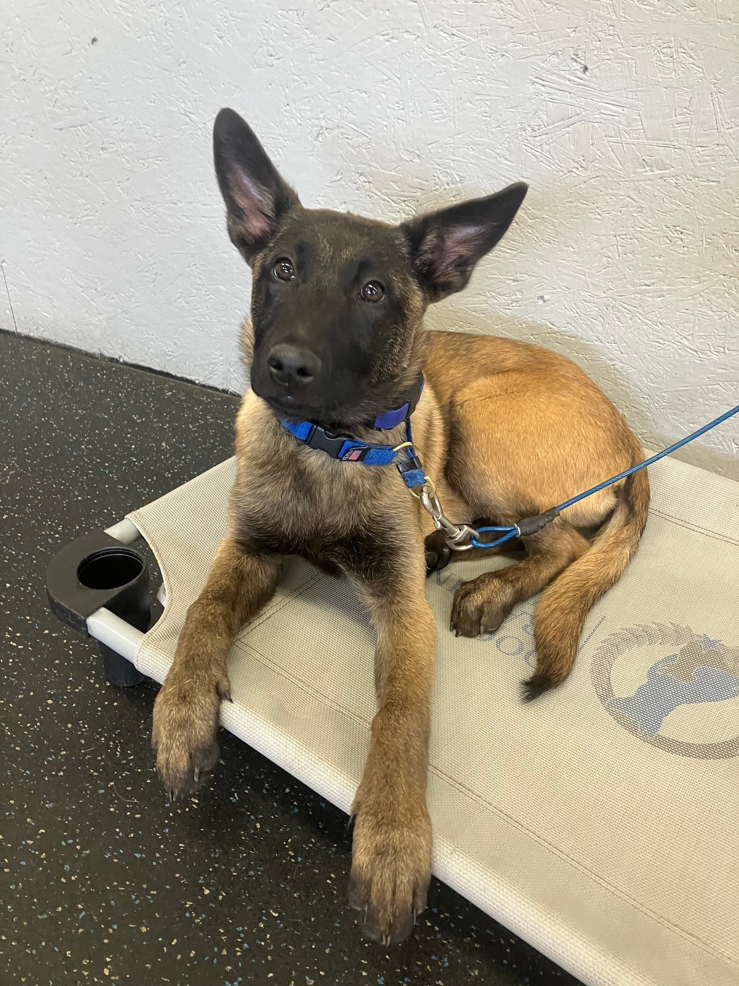 Madi is back at camp and bringing ALL the personality with her! 🐾 Those ears say it all&mdash;fun, expressive, and always ready for the next challenge.

Right now, she&rsquo;s dialing in one of the most important skills: staying in her commands once asked. This level of consistency is what builds a solid, dependable foundation&mdash;especially for a future service dog.

She&rsquo;s making amazing progress every day, and it&rsquo;s so exciting to watch her grow into the incredible service dog she&rsquo;s meant to be! 💪🐕✨
