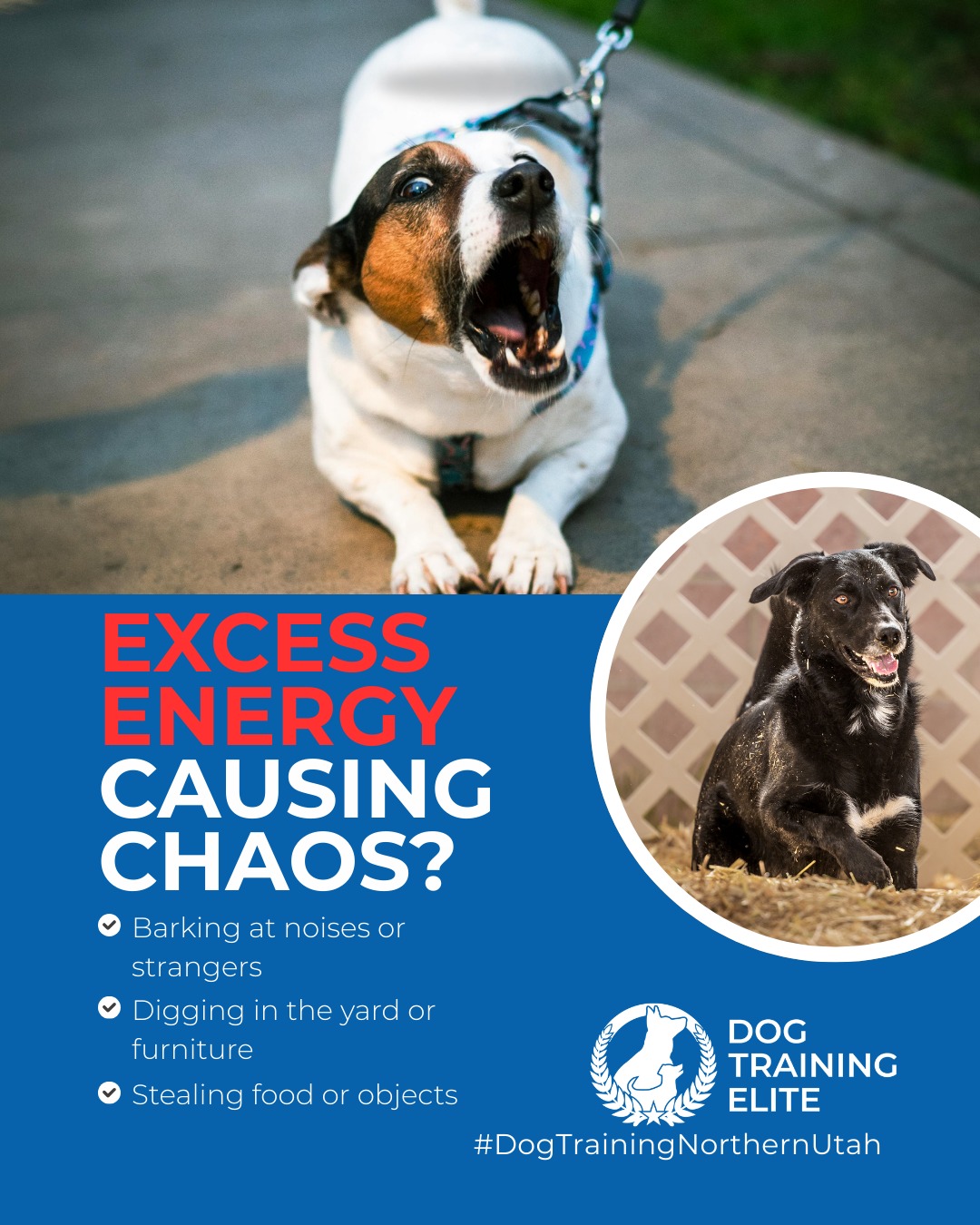 Feeling frustrated with excessive barking or digging? You&rsquo;re not alone! 🚫

These behaviors often come from boredom, anxiety, or lack of proper outlets. Our behavior solutions at Dog Training Elite Northern Utah help you understand your dog&rsquo;s triggers and redirect their energy into calm, focused, and enjoyable activities.

🎯 From basic obedience to advanced service dog training, Dog Training Elite Northern Utah helps dogs near Centerville, Layton, Ogden and surrounding area build better behavior and stronger bonds this season. 🐾



