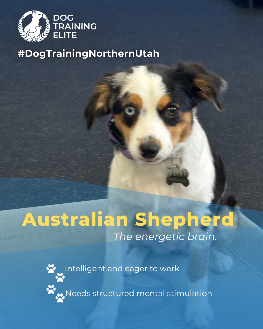 Your Aussie’s brain runs faster than their paws.⚡🐾 Give them a challenge they’ll love! 

Australian Shepherds are intelligent and driven. Advanced obedience training helps them focus their energy and stay reliable companions for both service and family roles. 

Short, structured sessions and mental challenges are key to keeping them happy and confident.

📅 From basic obedience to advanced service dog training, Dog Training Elite Northern Utah helps dogs near Davis and Weber Counties build better behavior and stronger bonds this fall. 🐾
 📍 https://maps.app.goo.gl/M3FBzRM1CPXPnf2o9


