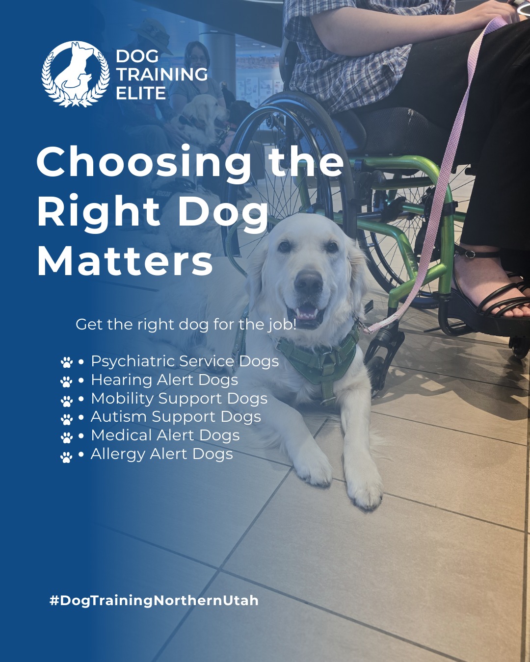 A service dog should do more than just follow commands.

At Dog Training Elite Northern Utah, we train dogs to detect, respond to, and assist with real-life medical needs giving their people more confidence and independence.

✔️ Diabetic alert
 ✔️ Migraine detection
 ✔️ PTSD & anxiety response
 ✔️ Self-harm interruption
 ✔️ Medication retrieval & DPT
 ✔️ Allergy alert

From Centerville to Layton and Syracuse to Ogden, our team is here every step of the way from picking the right dog to advanced task training.

Whether you’re working with one of our experienced trainers or attending group class at Mount Ogden Park, or practicing out in public at Target in Centerville we’ve got you covered.

📍 Schedule your free in-home evaluation today:
https://maps.app.goo.gl/M3FBzRM1CPXPnf2o9

