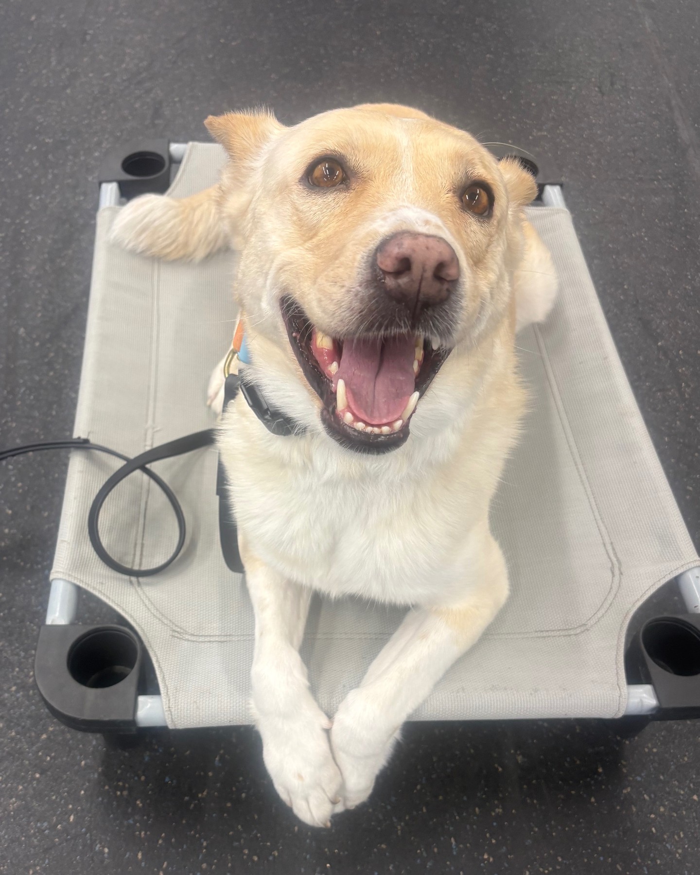 Devereaux is absolutely rocking her training! 🐾✨
Over the past few weeks at our training center, she&rsquo;s been showing us just how much she can do! 💪🐶 She&rsquo;s working on holding her commands with more distance and longer duration, and she&rsquo;s nailing it! 👏
But the best part? She&rsquo;s our happiest girl through it all! 🥰 Her excitement to come in, learn, and show off her skills makes training so much fun.
We love watching our dogs build confidence, learn new skills, and become more reliable every day. Keep it up, Devereaux! 💛🐾
