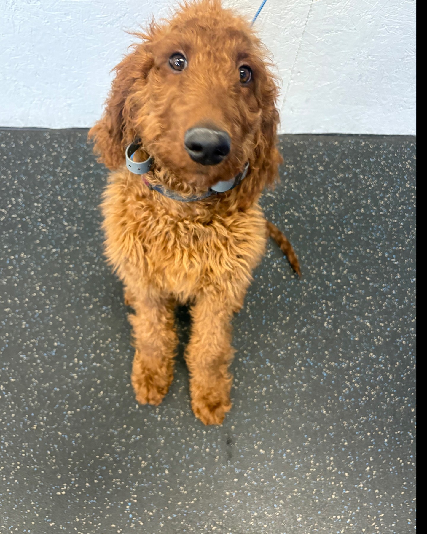 Meet Jax 🐶💕 This sweet, gentle pup is making incredible strides in obedience training at our center! From his first day, Jax has shown a gentle spirit and a willingness to learn, and it&rsquo;s been inspiring to watch his confidence blossom with every session. He&rsquo;s become more playful, sociable, and eager to take on new challenges. We&rsquo;re so proud of how far Jax has come and can&rsquo;t wait to see what he&rsquo;ll achieve next! Keep shining, Jax&mdash;you&rsquo;re an inspiration to us all! 🌟🐾 