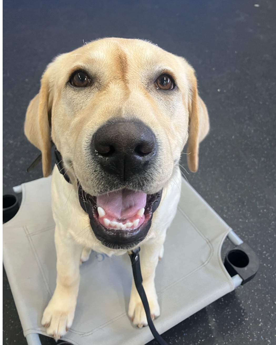 🐾 Meet Dude! 🐾 
This 4-month-old Lab superstar is crushing his first week at camp here at the training center! In just 4 days, Dude has already mastered “heel,” “sit,” “down,” and “place”—and he’s learning to stay focused no matter what distractions come his way. We’re so proud of how far he’s come in such a short time—way to go, Dude! 👏🎓

