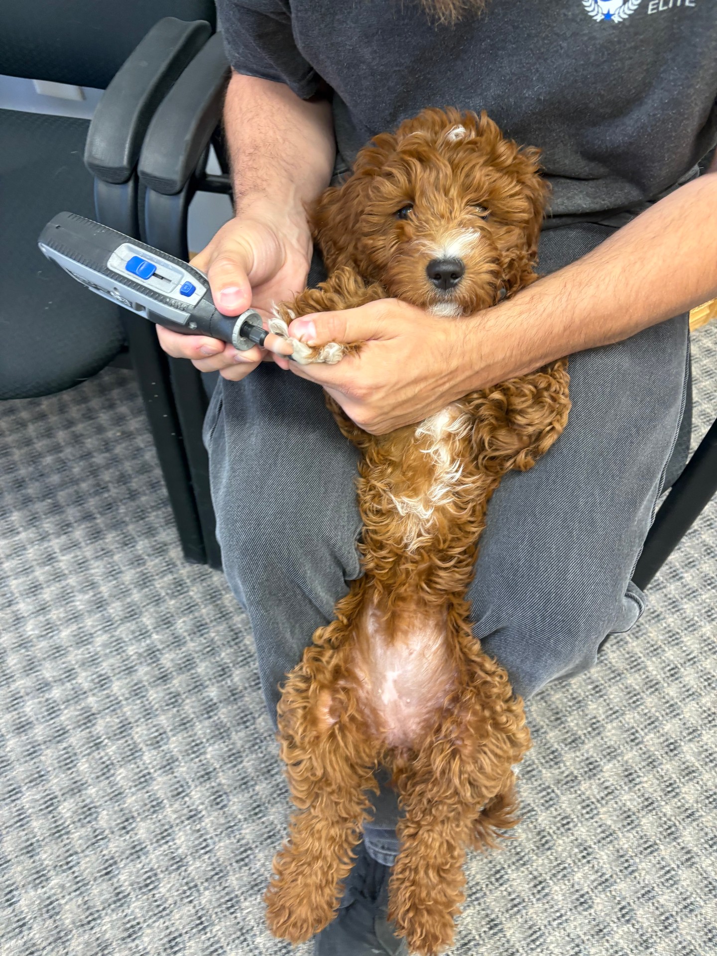 🐾🛁 Building confidence starts early! ✂️🐾
One of the most important things we teach our puppies is that grooming doesn't have to be stressful. Through positive, gradual desensitization to nail trims, baths, brushing, and handling, we help puppies learn to stay calm and confident during grooming sessions.
Whether they're visiting a professional groomer or getting a bath at home, these skills make the experience safer and more enjoyable for everyone involved.
A confident puppy today becomes a confident adult dog tomorrow! 💙🐶
