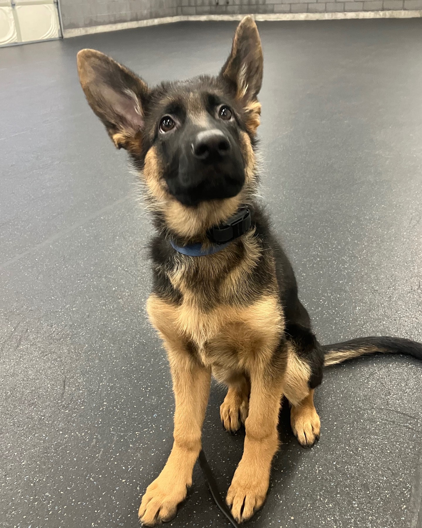 👑🐾 Princess Peach is absolutely rocking her training at the center! Sitting and staying is tough for any pup, but here we take it to the next level—think noisy distractions, playful pups, and lots of new faces. Real-world challenges mean real-world results! So proud of Princess Peach for staying focused and showing everyone what a superstar she is. 🌟👏

