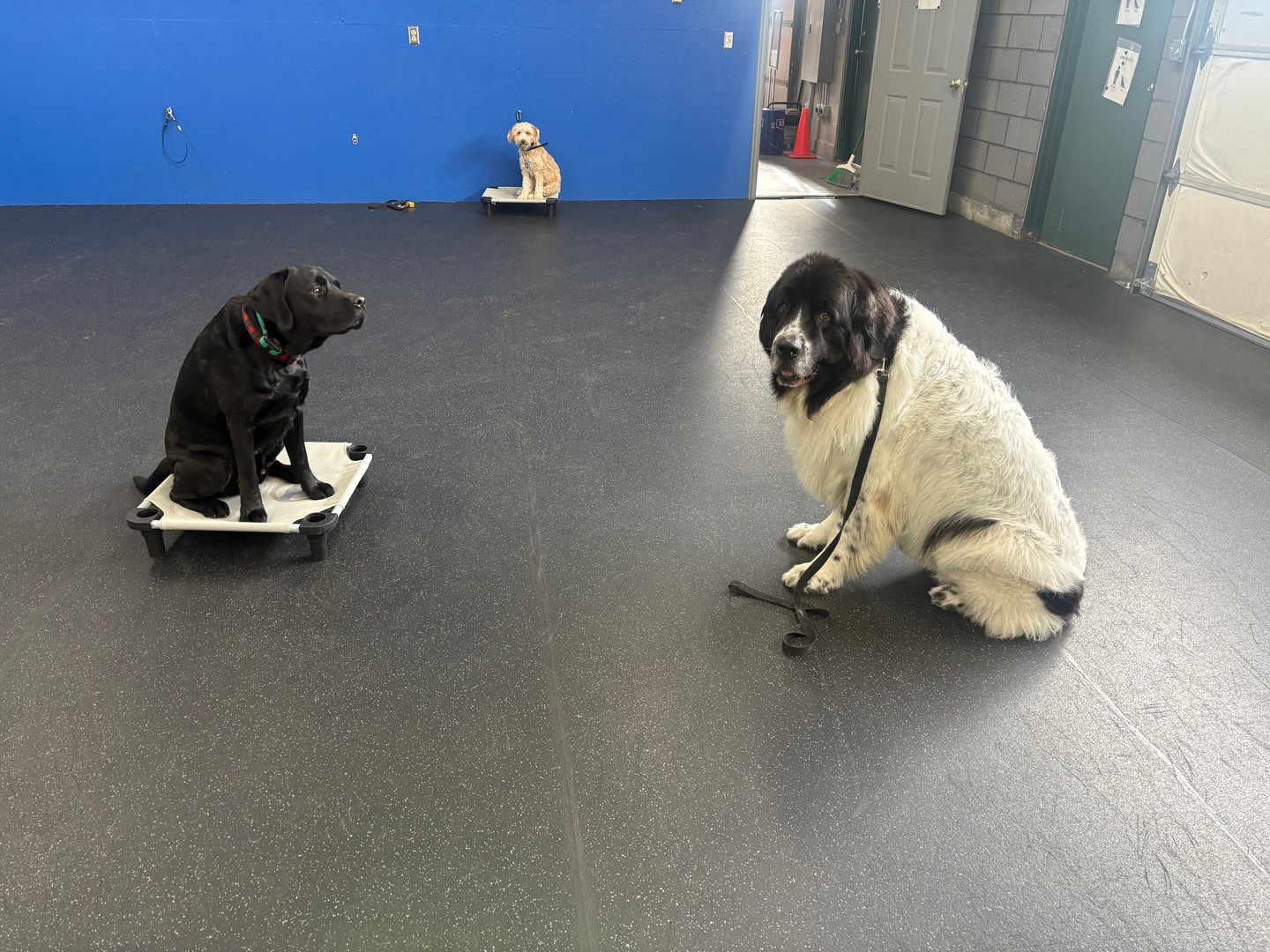 Big paws, bigger hearts! 🐾💙 We absolutely adore the gentle giants like Maui who come our way. Sometimes, these lovable pups don’t realize just how big they are—and that’s where we step in! From polite greetings to mastering their manners, we’re here to help your gentle giant shine around other dogs and people. Ready for your big buddy to be the best version of themselves? Let us help your gentle giant become everyone’s favorite friend! 🐶✨

