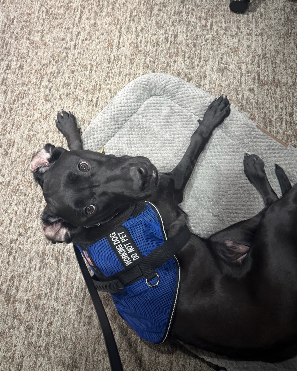 Mater is working hard at being the best boy while helping Mom at work! 🐾💙
He definitely knows how to do his job, stay focused, and be a great service dog&mdash;all while looking absolutely adorable doing it! 🥰🐶

Service dogs truly make a difference in the lives of the people they support. They provide assistance, independence, comfort, and confidence in so many different situations. Mater is a wonderful example of the incredible bond between a service dog and their person. 💙

Keep up the amazing work, Mater! You&rsquo;re doing a fantastic job&mdash;and stealing hearts while you&rsquo;re at it! 🐾✨
