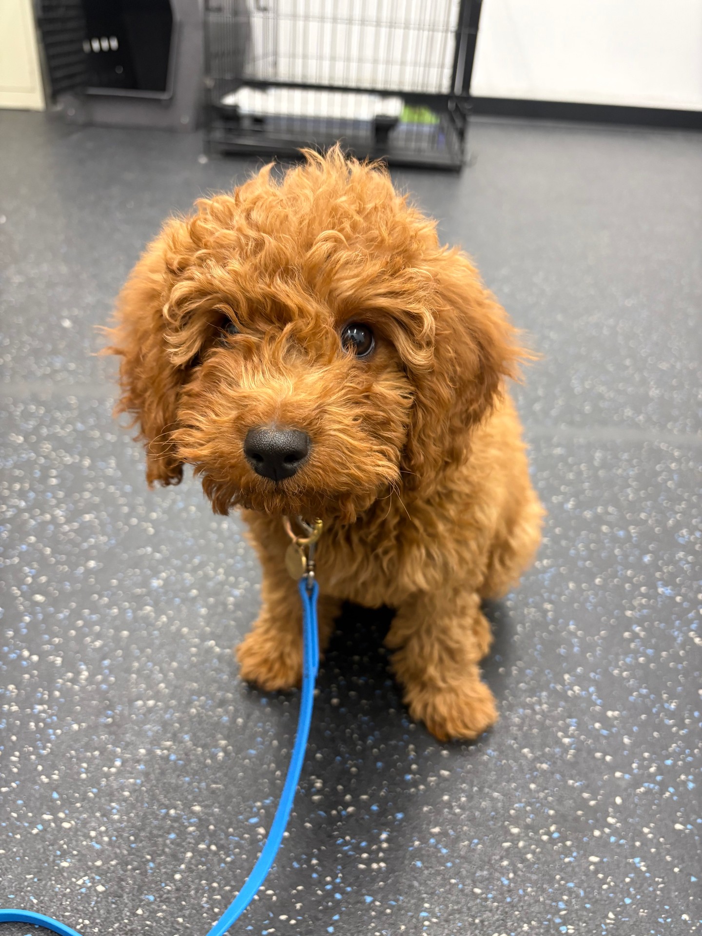 Roxy may be small, but she&rsquo;s one smart puppy 🐾✨

Puppy training is about setting the foundation early&mdash;helping with things like potty training and learning basic commands that set them up for success. 🐕

Roxy is already showing how quickly puppies can learn with the right guidance, structure, and consistency.

Big things ahead for this little pup! 💛🐶

