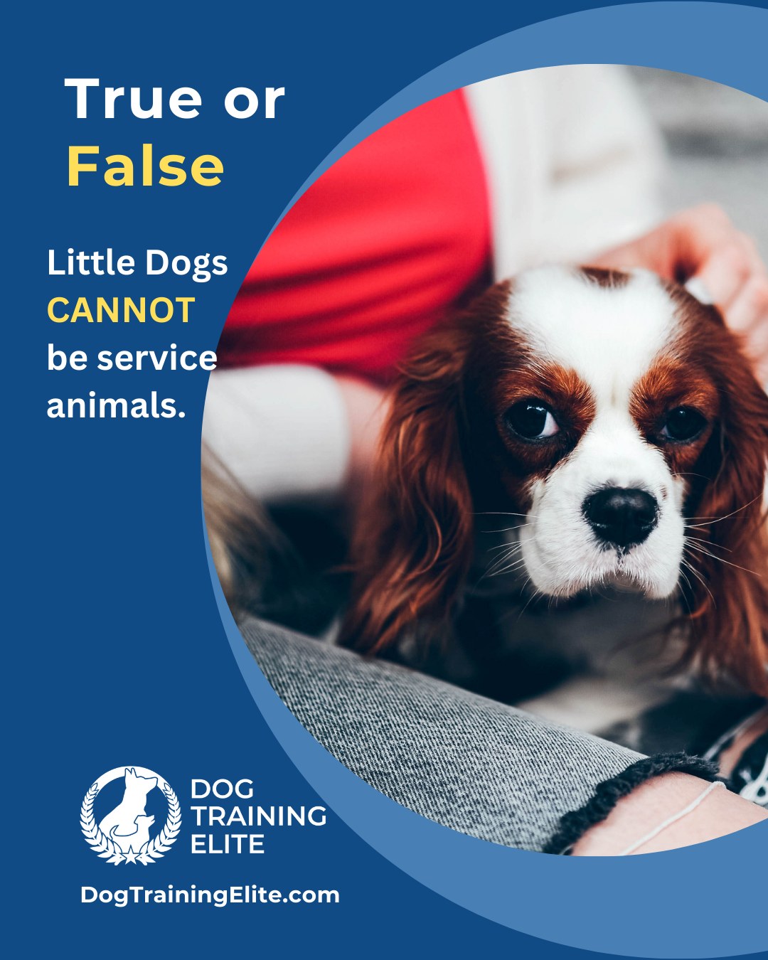 ❌ FALSE—Small Dogs Can Be Service Dogs.

That little cutie might not be made for mobility work, but small dogs can make amazing medical alert partners. 🐶

From detecting blood sugar drops to warning of serious allergens like peanuts or shellfish, their size doesn’t limit their impact.

At Dog Training Elite Northern Utah, we know that great service starts with the right match. We focus on pairing each dog with the job they’re meant to do and backing it up with expert task training and support every step of the way.

Whether it's medical alert, PTSD response, or anxiety interruption, our trainers are here to help your dog learn the skills to change your life, no matter their size. 🐕‍🦺💛


 