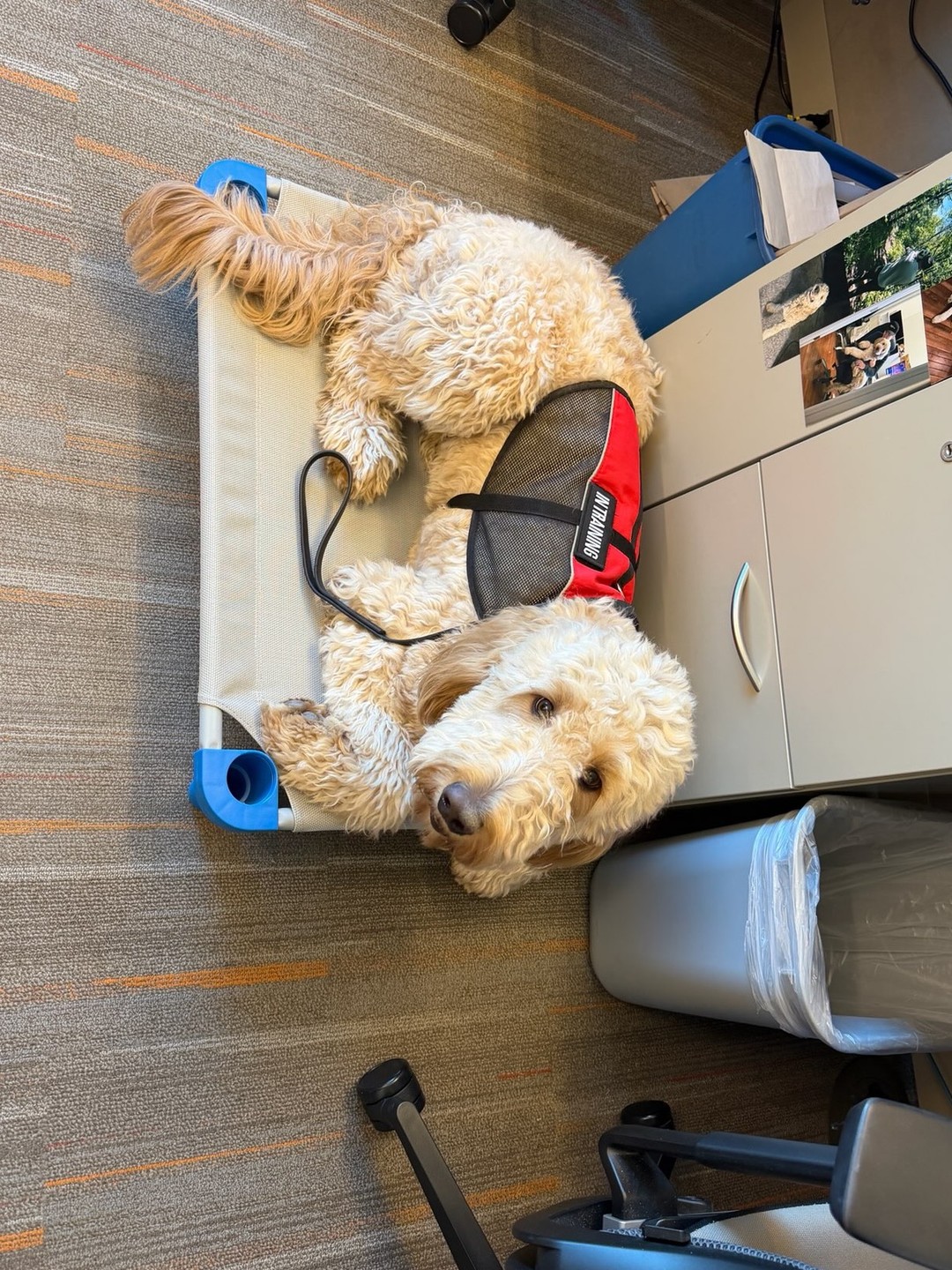 Big cheers for Medical Alert service dog Archie crushing his first day at work with his mom! 🦮✨ Our furry heroes make every day safer and brighter for their handlers. Thinking about adding a service dog to your life? Let&rsquo;s make it happen! 🐾❤️
