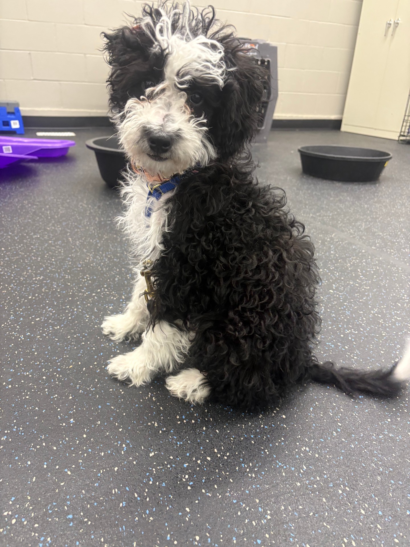 Puppies, puppies, and more puppies! 🐾🐶✨

Juniper is full of excitement when it comes to her training, and we love every bit of it! 💛

She&rsquo;s quickly picking up her basic commands, building a strong foundation that will set her up for success as she grows.

This is what puppy training is all about&mdash;channeling that energy into learning, structure, and good habits early on.

Way to go, Juniper! 🐕💪

