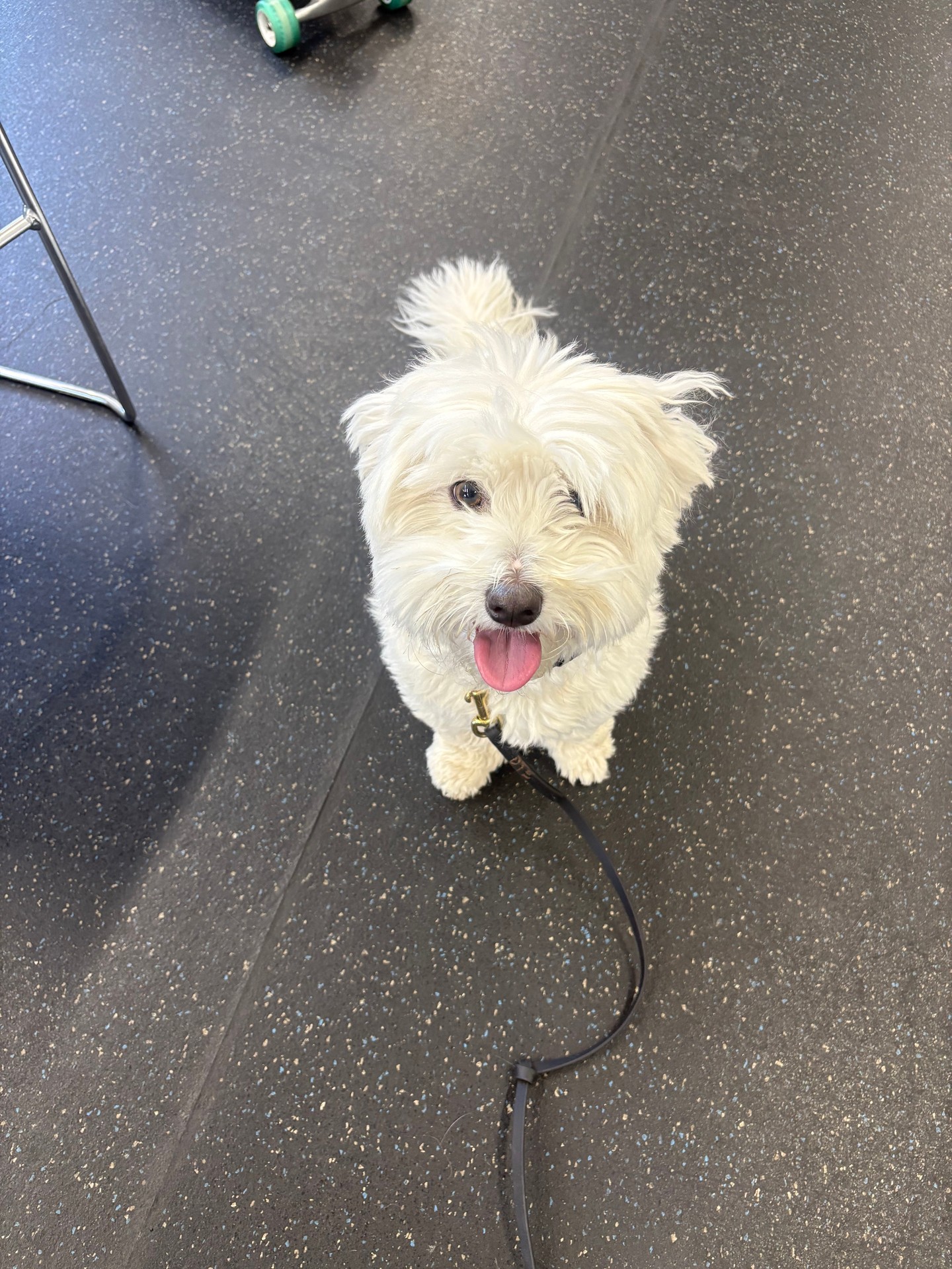 Celebrating Peaches as she rocks her training in style at our center! 🐾✨ Her enthusiasm is contagious, inspiring everyone around her to strive for new heights. Seeing the diversity of dogs in our program reminds us how every pup brings their own spark and personality to each session. Together, we&rsquo;re witnessing incredible milestones, building confidence, and forging strong bonds. Proud of Peaches and all our dedicated teams for embracing every challenge and making each day a win! 