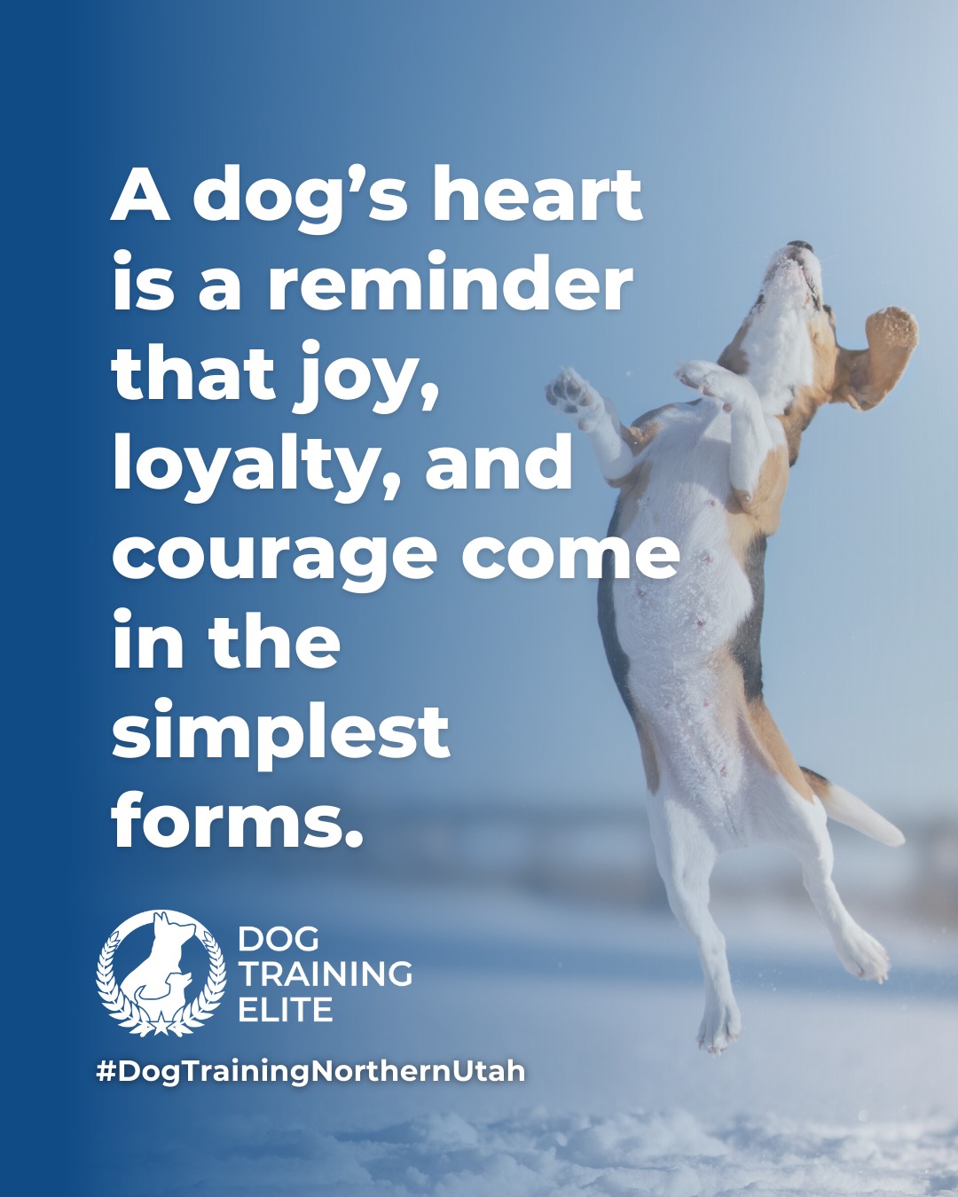 Dogs show us what it means to live fully in the moment. With patience, consistency, and clear guidance, their natural curiosity and loyalty can be shaped into focus, confidence, and cooperation. 

Every wag, nuzzle, and playful leap is a reminder that balanced training isn’t just about commands, it’s about building trust, understanding, and a stronger bond every day. 🐾

🎯 From basic obedience to advanced service dog training, Dog Training Elite Northern Utah helps dogs in Davis and Weber Counties build better behavior and stronger bonds this season. 🐾
 📍 https://maps.app.goo.gl/M3FBzRM1CPXPnf2o9



