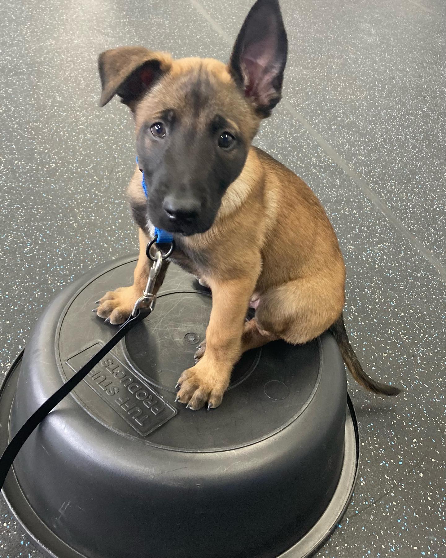 Yesterday we shared some incredibly sad news of the passing of Rory which we are still emotionally struggling through. However long before that happened we had made the decision to bring this little one into our pack and his infectious energy is helping us all heal!

Meet Tele! Stay tuned as we chronicle his training and puppy adventures &hearts;️🐾⭐️

