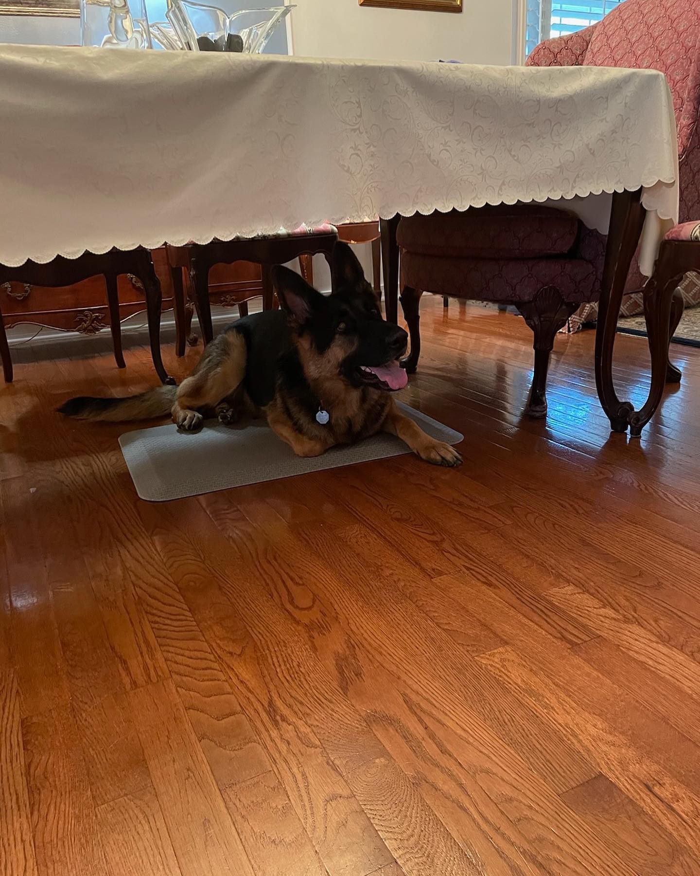 Princess Leia practicing for her public access test!😊🦮