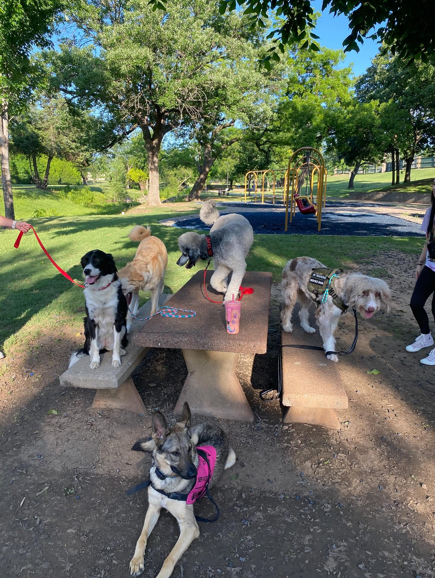 Join us tonight for Group Class at Lafortune Park at 6pm : RSVP on link below:
https://dogtrainingelite0387.setmore.com/classes/52534d21-ec0f-4d2f-bc5f-b1dc632c7980