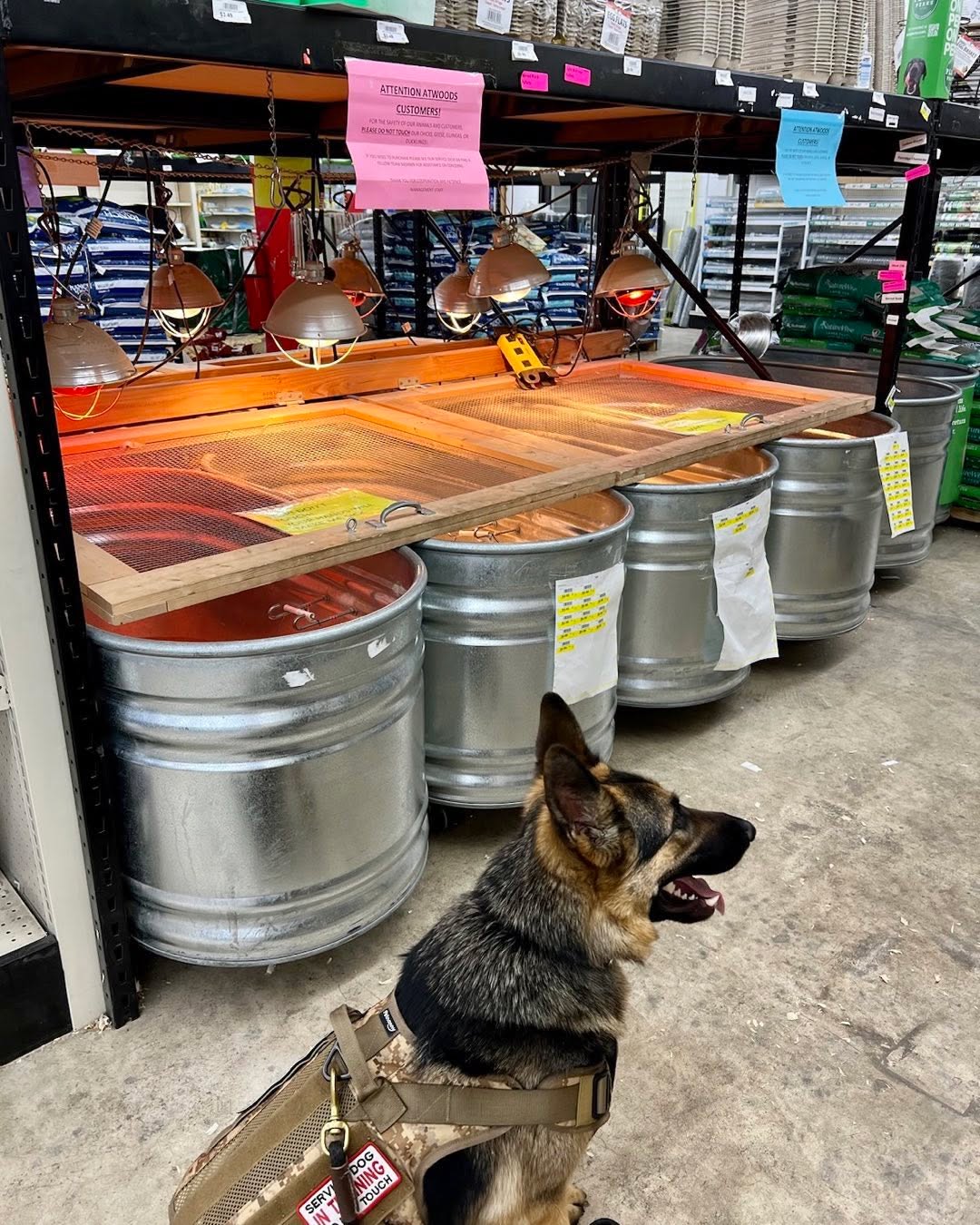 Nelson waits patiently while the chicks are chirping and his handler walks away 👍