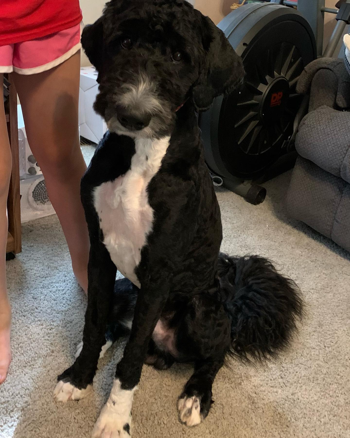 Say hi to Bentley, the newest member to the pack!  His first day was great! 