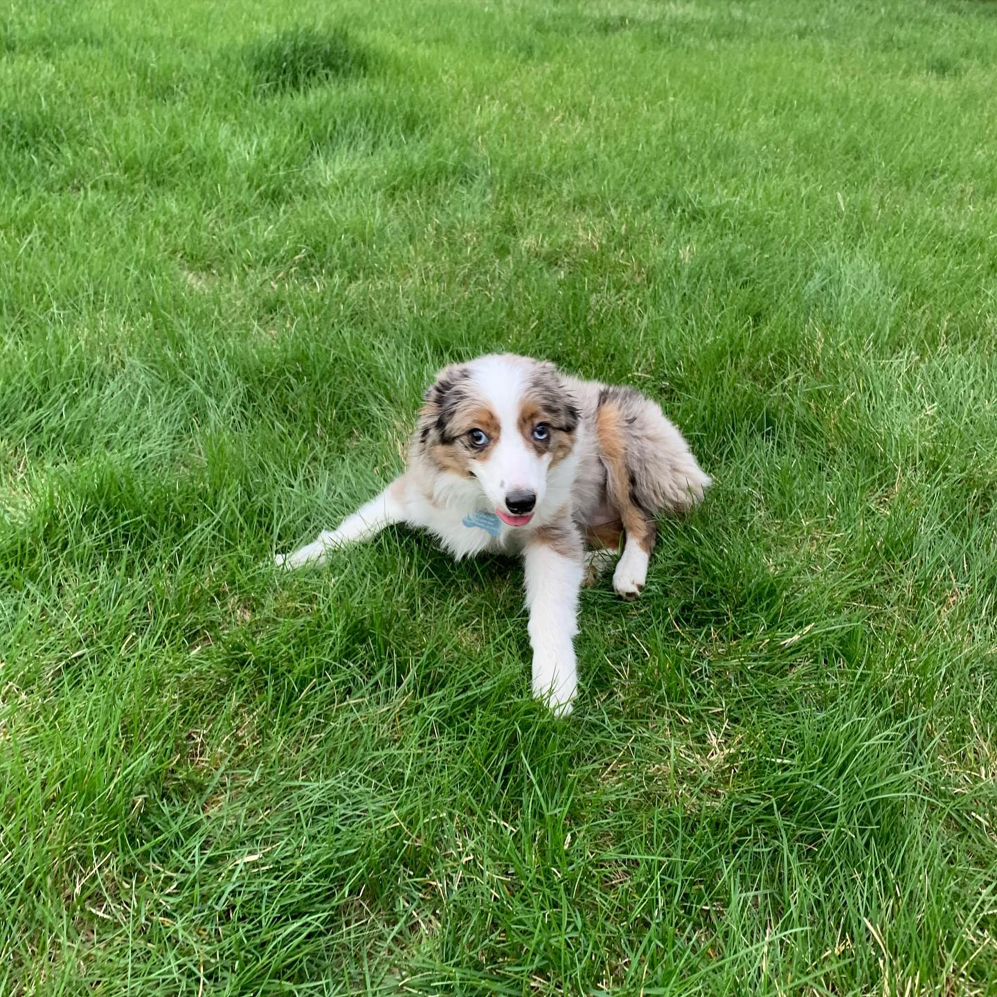 Meet the newest member of the pack, Harlee is relaxing after her second week of training!!!