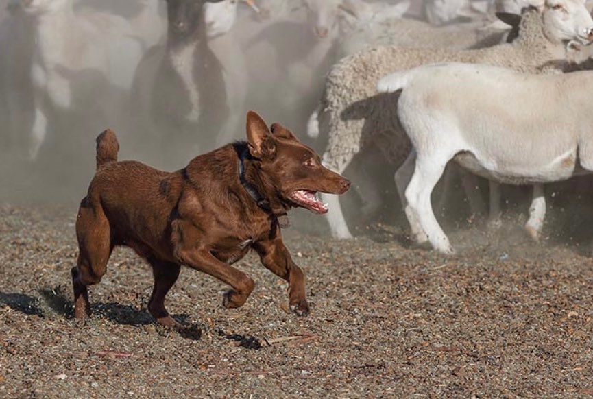 New breed Mondays! The Australian Kelpie is a lithe, active dog, capable of untiring work. He is extremely intelligent, alert, and eager with unlimited energy.

As a herding dog, the Australian Kelpie is intensely loyal and devoted to duty. He has a natural instinct and aptitude for working in sheep, whether it be in open fields or enclosed yards. This breed originated from Collie type dogs imported from Scotland, but was developed to withstand the harsh heat and dry conditions of the vast open spaces of Australia.