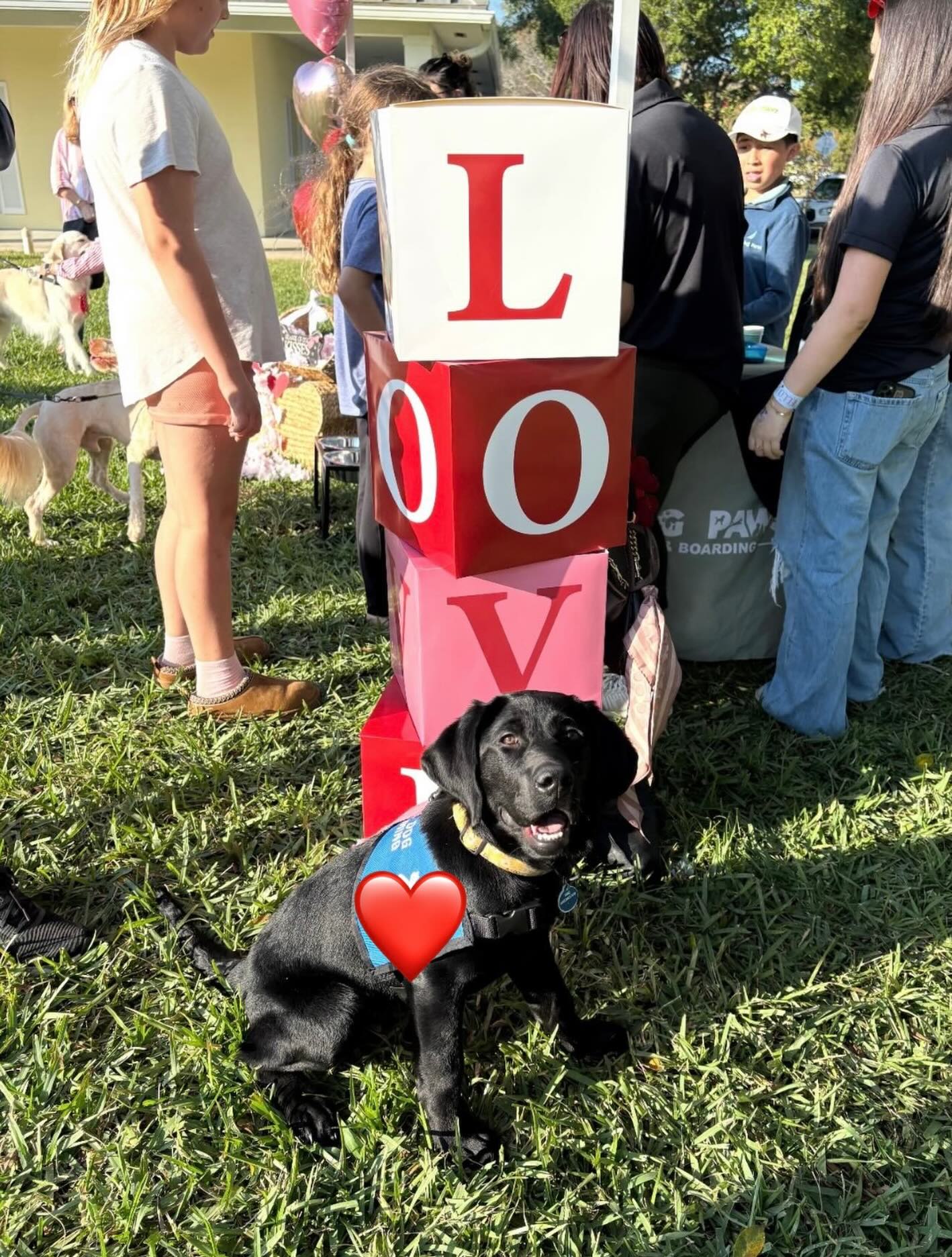 Sierra &ndash; 5 Month Old Service Dog Prospect
📍 Orlando, FL

Sierra is a 5-month-old Labrador with a strong work ethic and beautiful natural drive. She is a medium-drive, highly motivated female who thrives on engagement and purpose.

She would excel in any scent-based service avenue, including medical alert work, due to her determination, focus, and strong food and toy motivation.

Sierra is:
&bull; Extremely handler engaged
&bull; Driven yet clear-headed
&bull; Confident and environmentally stable
&bull; Eager to work and quick to learn

She loves toys, loves food, and loves having a job. Her determination paired with her engagement makes her an exceptional candidate for advanced scent and task training.

Sierra is being developed with long-term service work in mind and will be placed as a fully trained service dog after completing advanced task training and public access standards.

She is available for early reservation. Once reserved, we will begin personalized scent training and will request that her future handler send us scent samples so we can begin imprinting and proofing early in her development.

For local Orlando clients, we provide lifetime in-person training support to ensure long-term success.

For reservation details, videos, and meet-and-greet information:
📞 Call or text 407-375-2079