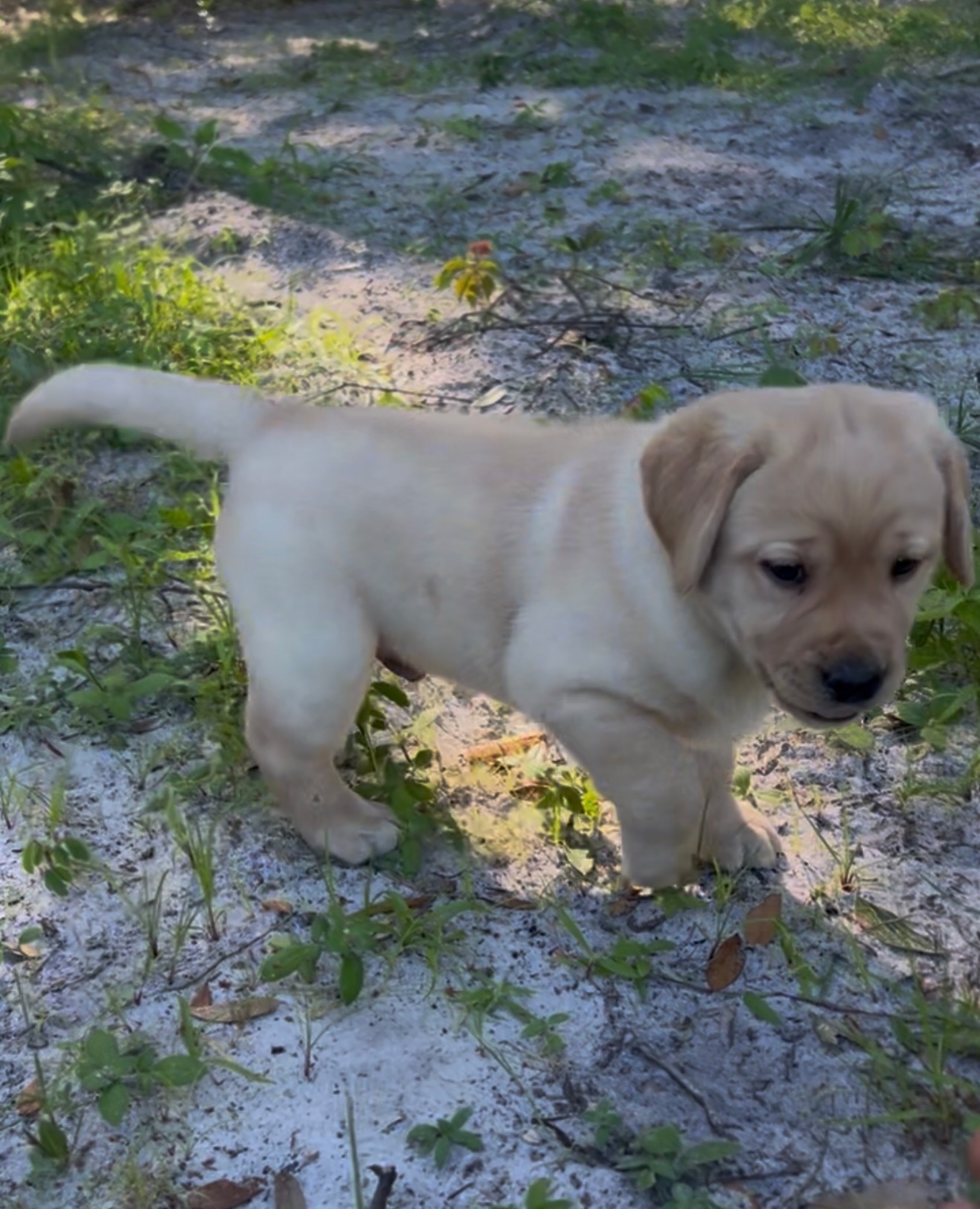 🍂 FALL PUPPY PRESCHOOL SPECIAL! 🍂

Give your puppy a great start with one full week of Puppy Preschool camp for only $250!

Designed exclusively for puppies under 6 months old, this introductory program focuses on:

🐾 Treat-based training
🐾 Leash skills
🐾 Building positive training habits
🐾 Age-appropriate structure and confidence

One week &bull; Only $250

Space is limited for this special fall offer. Visit our website to reserve your puppy&rsquo;s spot, or call or text 407-375-2079 for more information!

Better Dogs. More freedom

CentralFloridaDogs FallSpecial