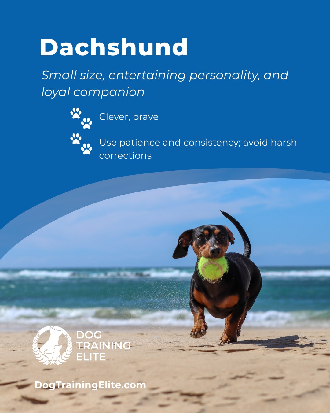 🐾 Breed of the Week: The Mighty Dachshund

Don’t let the short legs fool you. Dachshunds are clever, confident, and endlessly entertaining. Their loyalty runs deep, but so does their stubborn streak, which is why patience and consistent training are key.

At Dog Training Elite Orlando, your locally owned and operated training team understands the unique personalities behind every pup. Whether your Doxie rules the house in Lake Nona, barks at squirrels in Walt Disney World Resort, or pulls like a sled dog through Orlando, we’ve got you covered.

Our expert trainers, like Cheyenne, Chelsea, Maria, & Kari, use balanced training and breed-informed strategies to create lasting results for families across Kissimmee and Winter Garden.

📍 https://maps.app.goo.gl/NnnGUdcKMMGuM5Da9

 🐾 Schedule your free in-home evaluation today and see why families in Orlando, Kissimmee and Winter Garden trust Dog Training Elite for real results.



