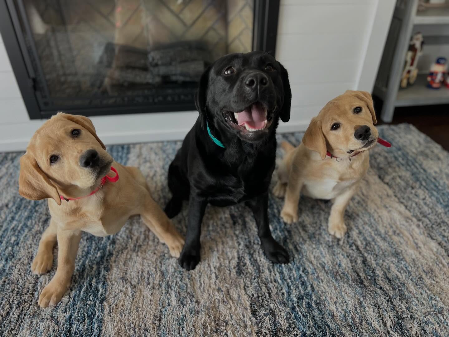 Every time an owner trusts us with their dog, it’s an honor — one we should never take lightly.💙
Training isn’t one-size-fits-all, and your dog isn’t a TikTok trend. Real coaching means real responsibility, real safety, and real individualized plans.
To trainers: honor the work.
To dog owners: keep your standards high.
Your dog deserves nothing less. 🐾

@ivanhoevillage