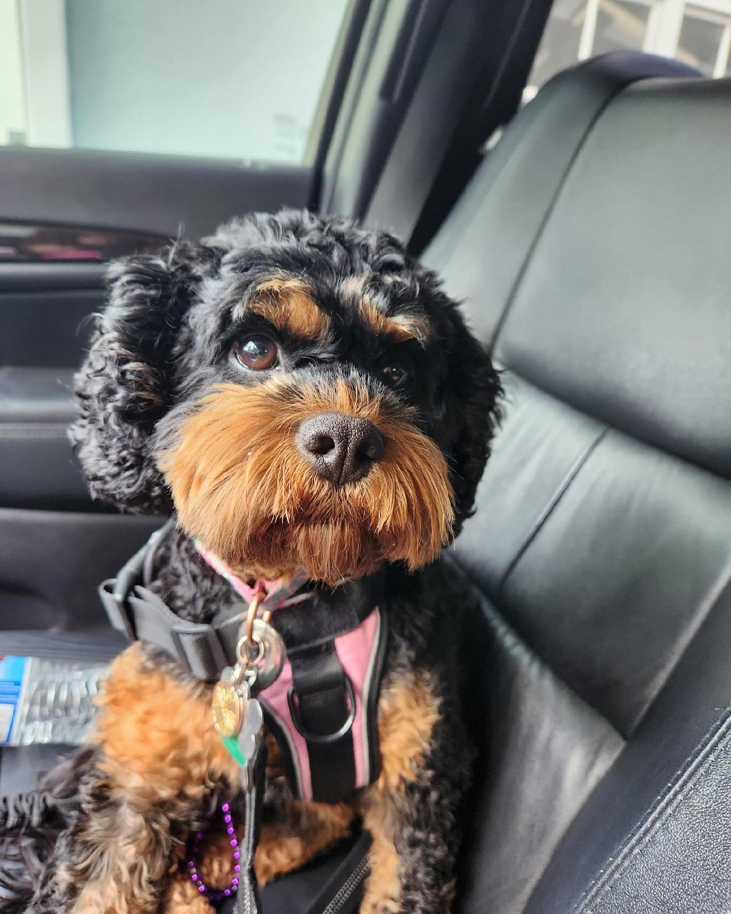 Welcome Lolly to the DTE Pack! She is going to do amazing things for her mom as a service dog!! We can&rsquo;t wait to watch her grow in training!