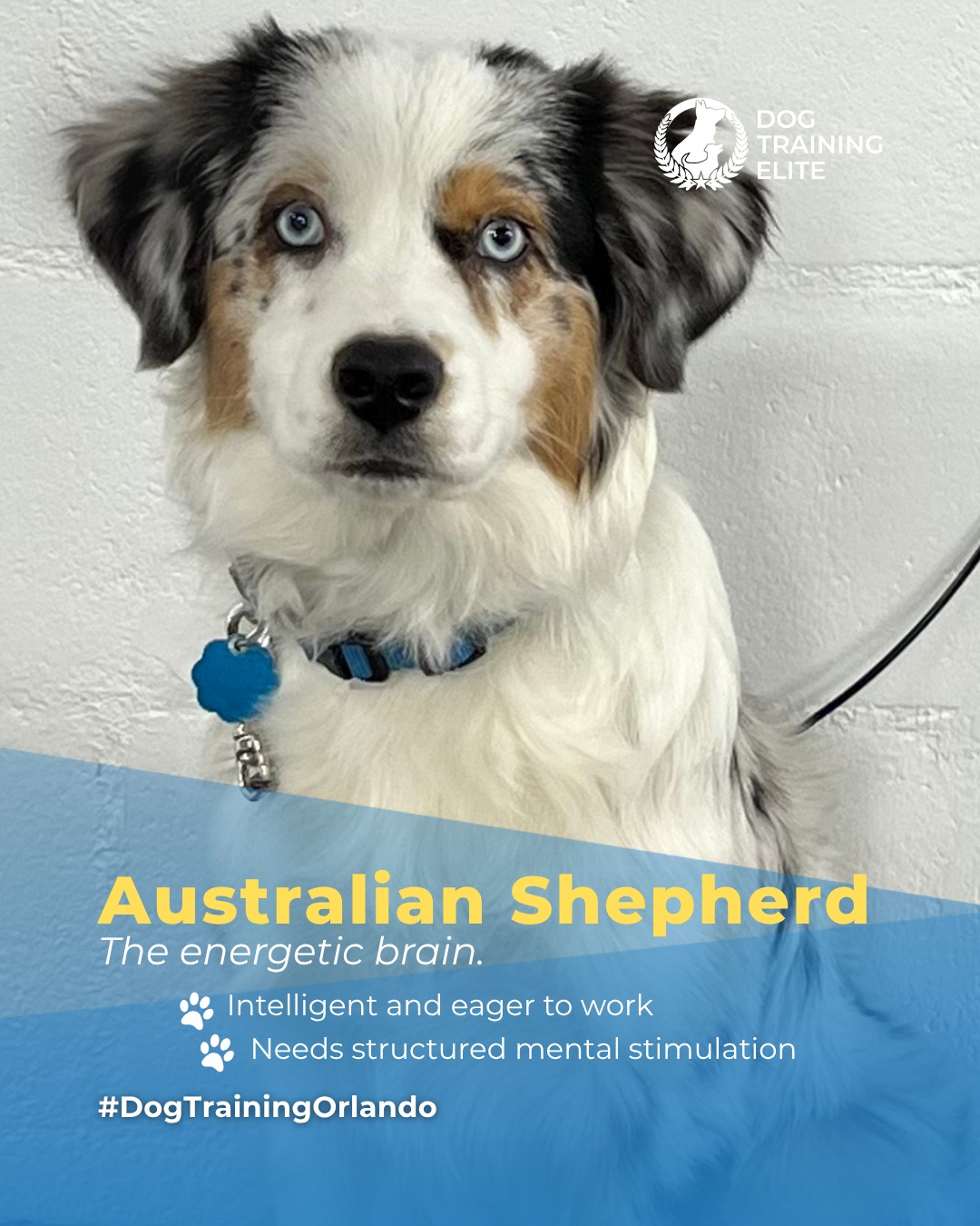 Your Aussie’s brain runs faster than their paws.⚡🐾 Give them a challenge they’ll love! 

Australian Shepherds are intelligent and driven. Advanced obedience training helps them focus their energy and stay reliable companions for both service and family roles. 

Short, structured sessions and mental challenges are key to keeping them happy and confident.

📅 From basic obedience to advanced service dog training, Dog Training Elite Orlando helps dogs near Walt Disney World Resort build better behavior and stronger bonds this fall. 🐾
 📍 https://maps.app.goo.gl/NnnGUdcKMMGuM5Da9


