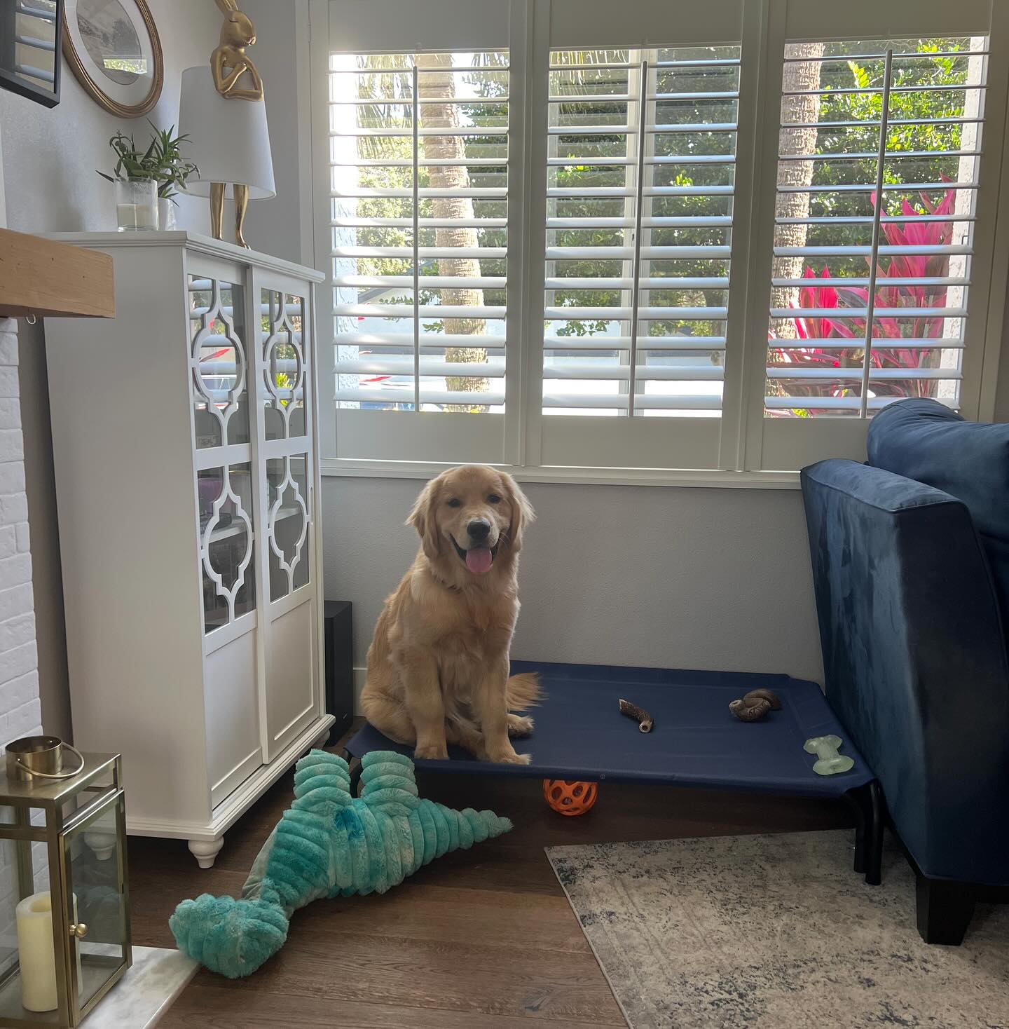 Dude the golden absolutely crushed his in home sessions after completing camp!