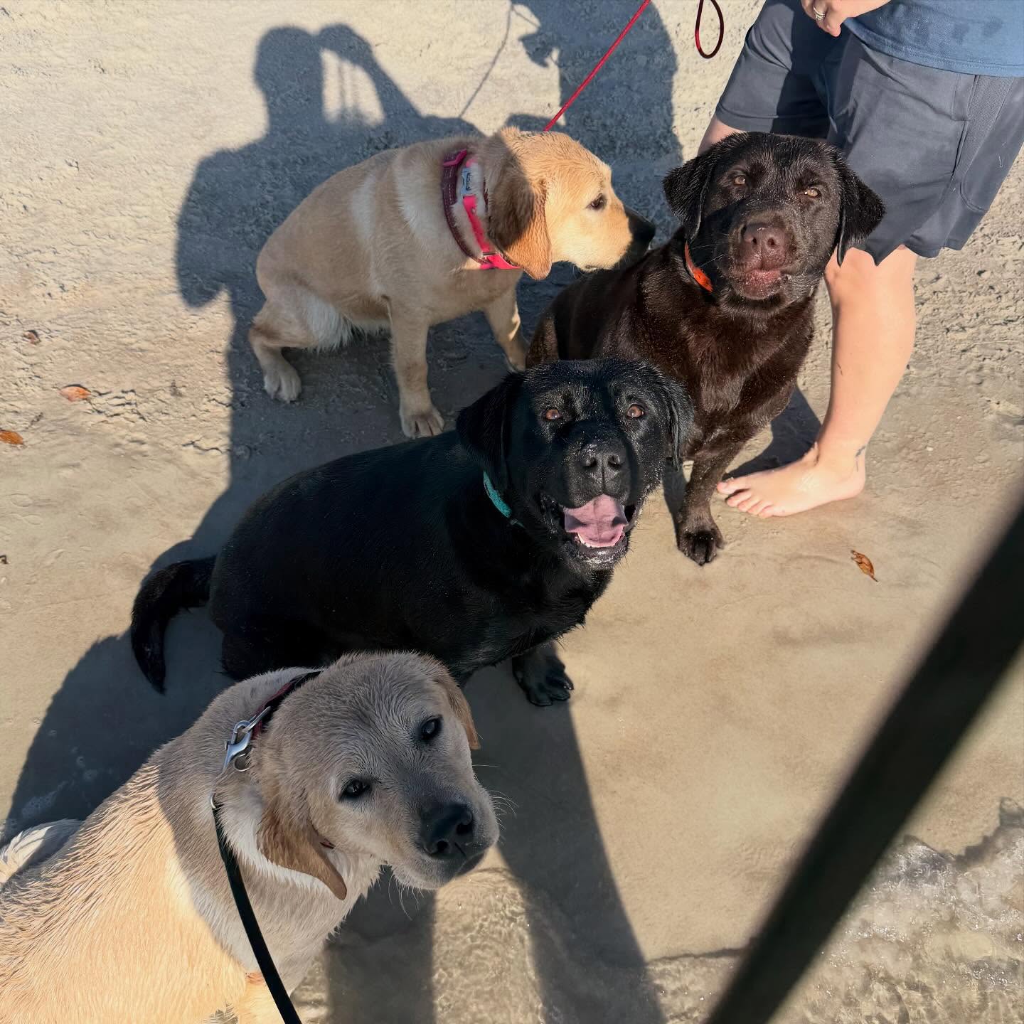 Hot take from a dog trainer:

If your dog&rsquo;s training disappears the moment the treats disappear&hellip; that&rsquo;s not real reliability.

That&rsquo;s negotiation.

Food is a fantastic training tool. We use it all the time. But when a dog will only respond if they know a snack is coming, you haven&rsquo;t built obedience &mdash; you&rsquo;ve built a system where the dog decides if the paycheck is worth the work.

Dogs don&rsquo;t just need rewards.

They need:
&bull; Clear communication
&bull; Consistent boundaries
&bull; Guidance when they&rsquo;re overstimulated
&bull; Accountability when they ignore known commands

Balanced training isn&rsquo;t about being harsh. It&rsquo;s about teaching dogs how to succeed in the real world.

That means:
✔️ Rewarding the right choices
✔️ Addressing the wrong ones
✔️ Creating clarity
✔️ Building reliability with or without food

Because real life isn&rsquo;t a training session in your kitchen.

There are squirrels. Kids. Other dogs. Chaos.

Your dog should still listen &mdash; even when you&rsquo;re not holding a piece of cheese.

If the only thing holding your training together is a treat pouch&hellip; it might be time to rethink the system.

I know this one will ruffle some feathers. Let&rsquo;s hear it 👀

