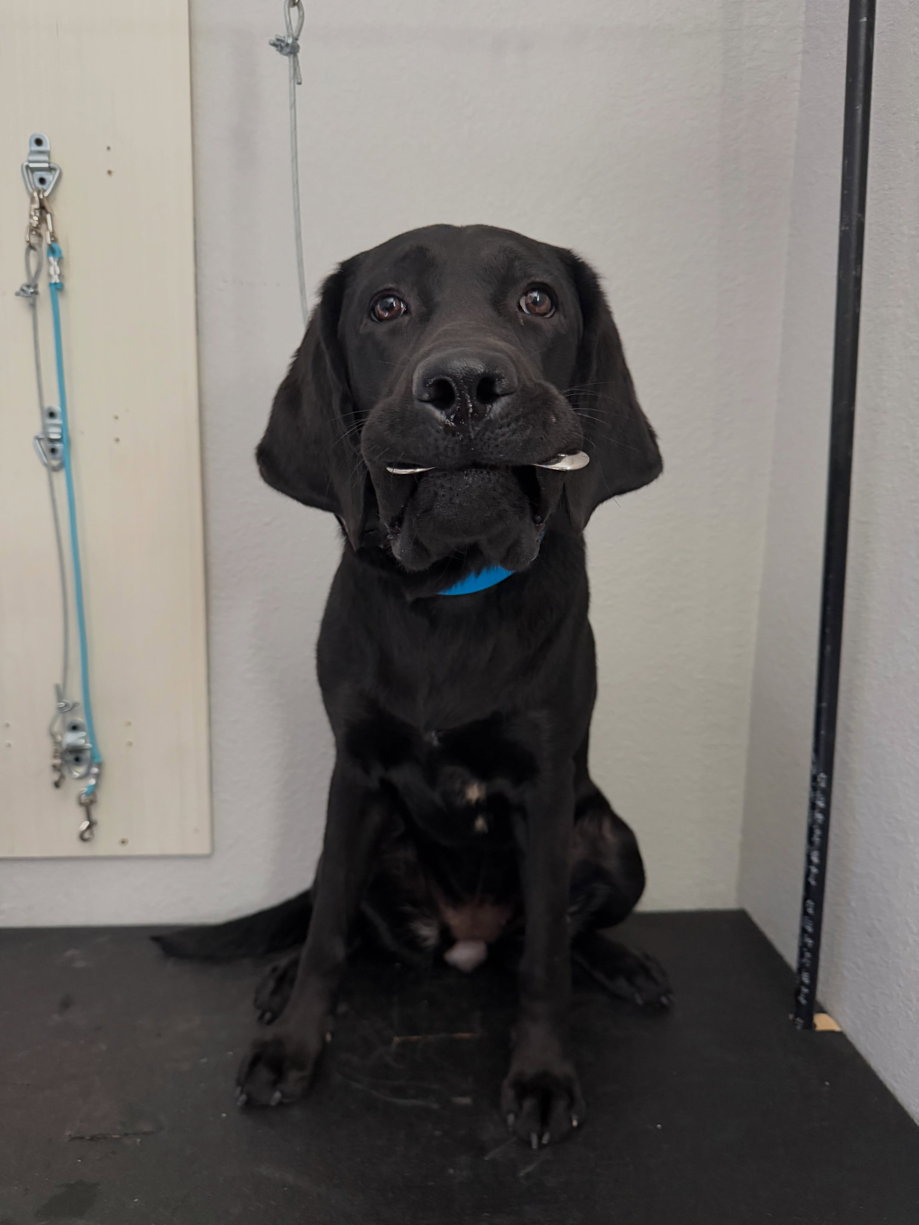 Learning item retrieval is serious business&hellip; but apparently so is keeping your lip tucked in. 😂🐶

She may have misplaced her lips, but she found the item! 🎾✨
